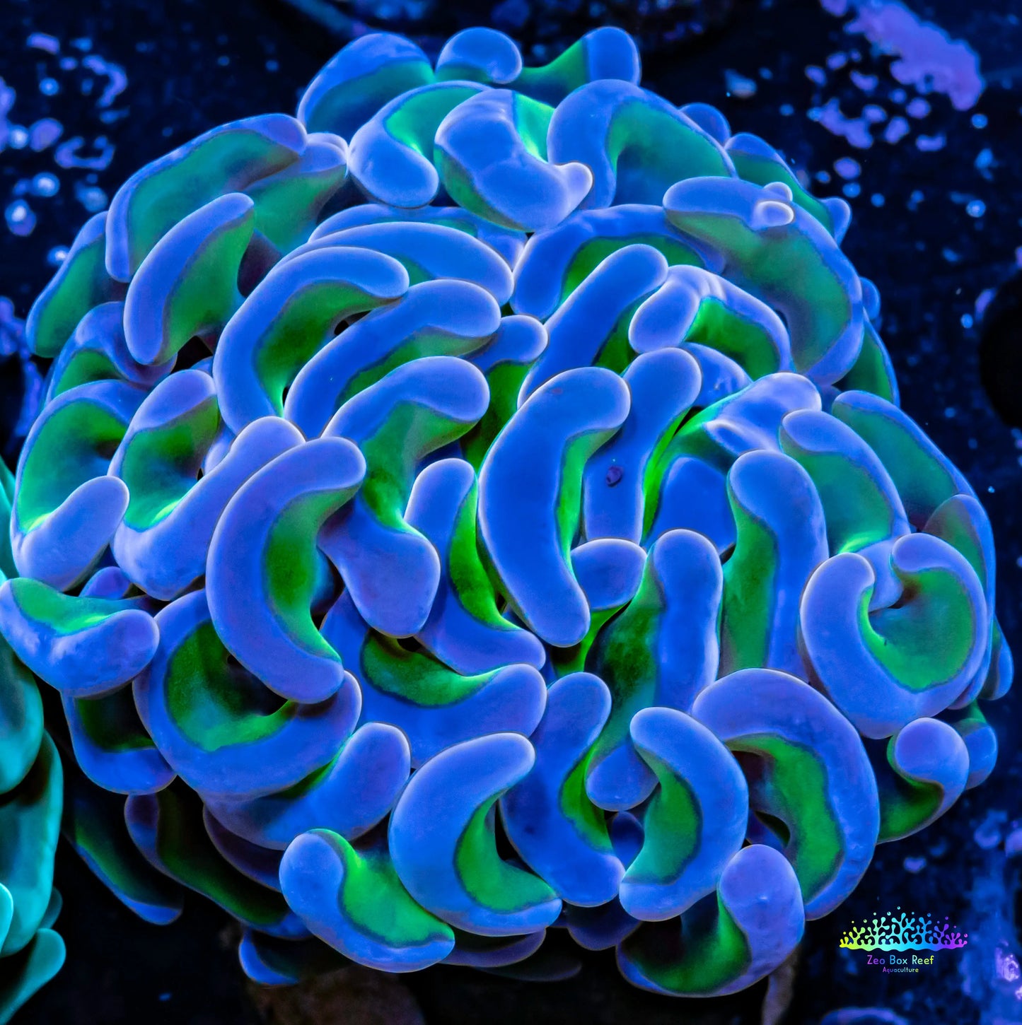 Ultra Hammer Coral - WYSIWYG 5cm Ultra Hammer Coral - WYSIWYG 5cm Aquarium Decor Ultra Hammer Coral - WYSIWYG 5cm Zeo Box Reef