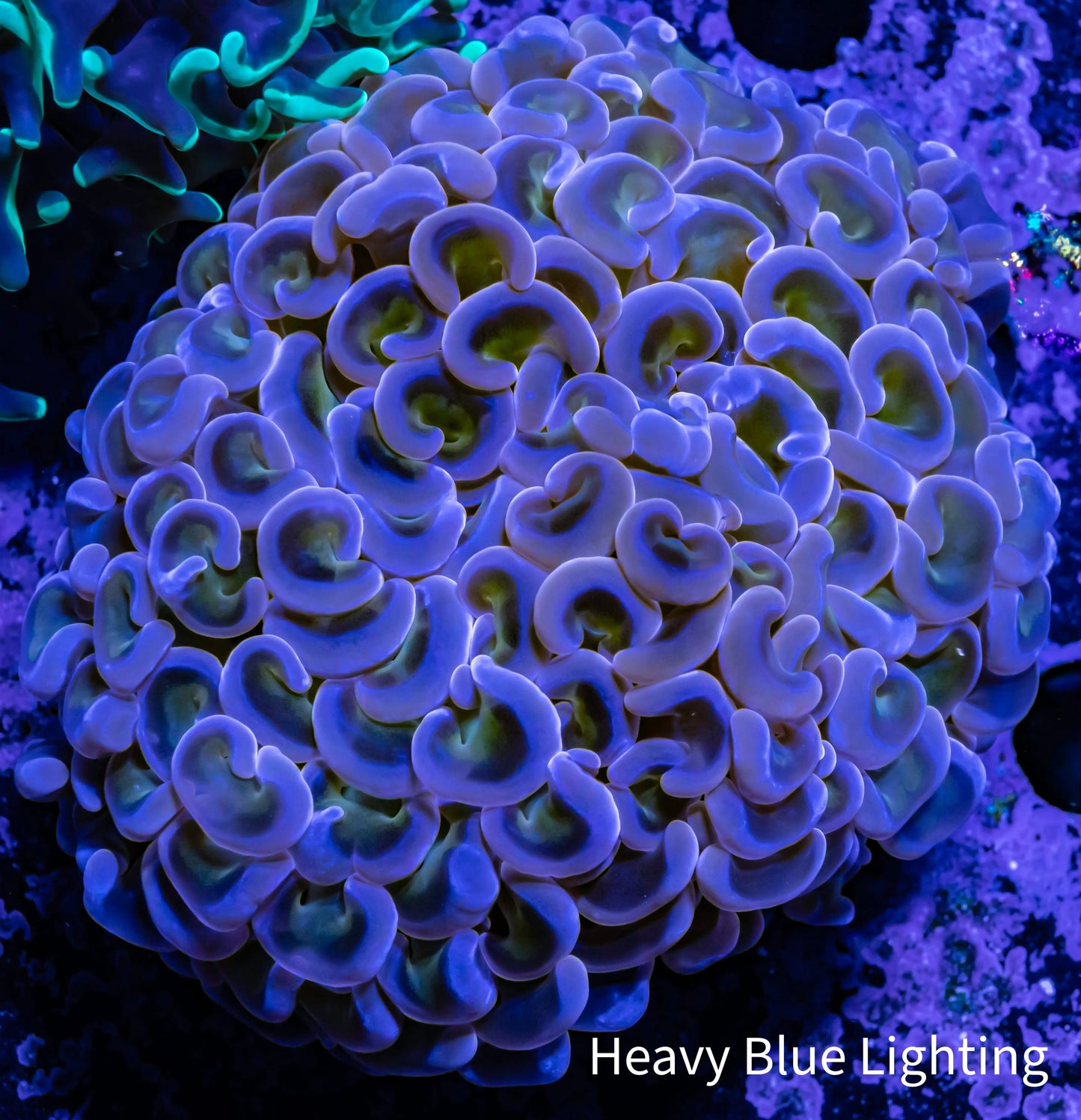 Ultra Hammer Coral - WYSIWYG 5cm Ultra Hammer Coral - WYSIWYG 5cm Aquarium Decor Ultra Hammer Coral - WYSIWYG 5cm Zeo Box Reef