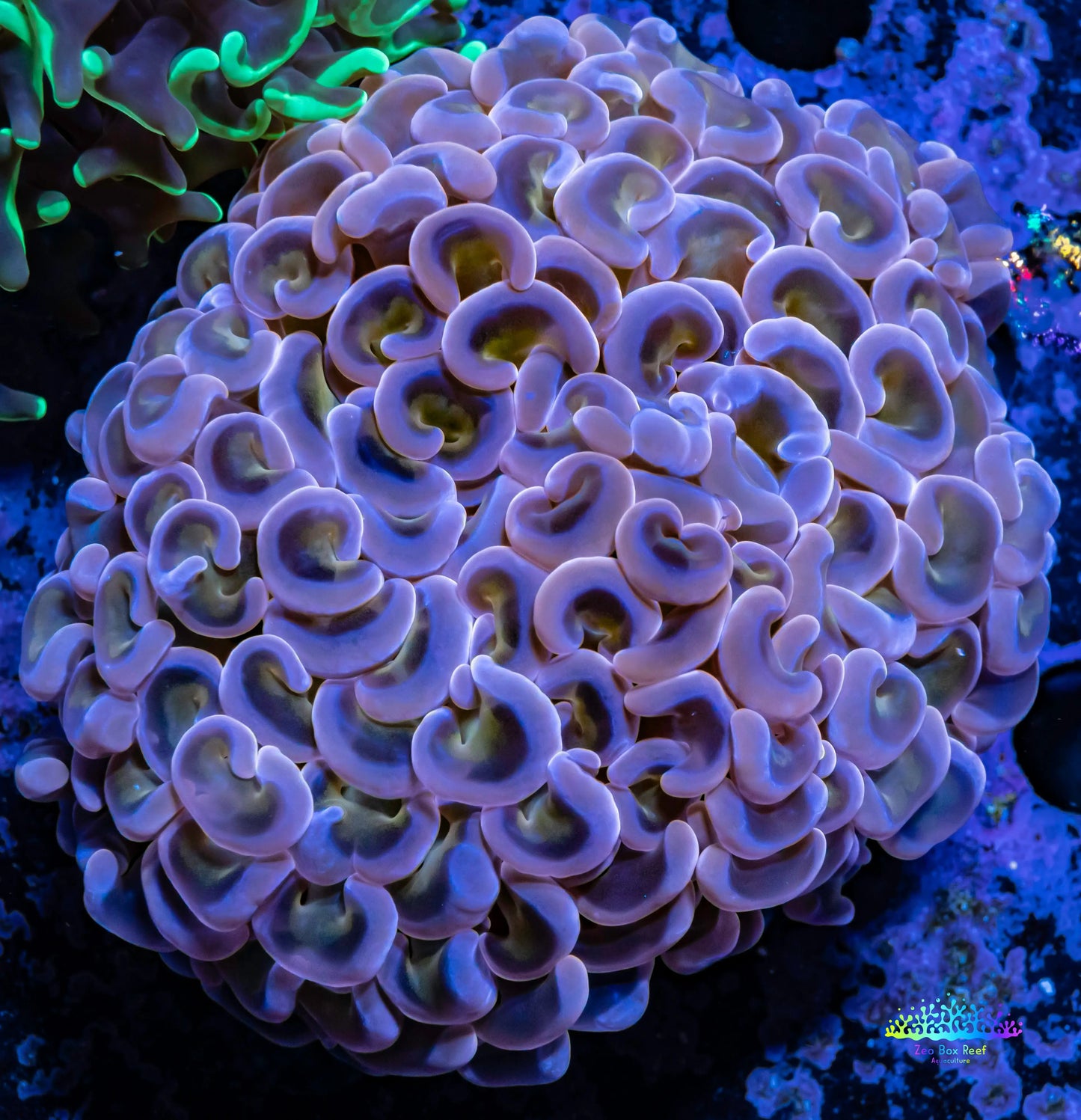 Ultra Hammer Coral - WYSIWYG 5cm Ultra Hammer Coral - WYSIWYG 5cm Aquarium Decor Ultra Hammer Coral - WYSIWYG 5cm Zeo Box Reef