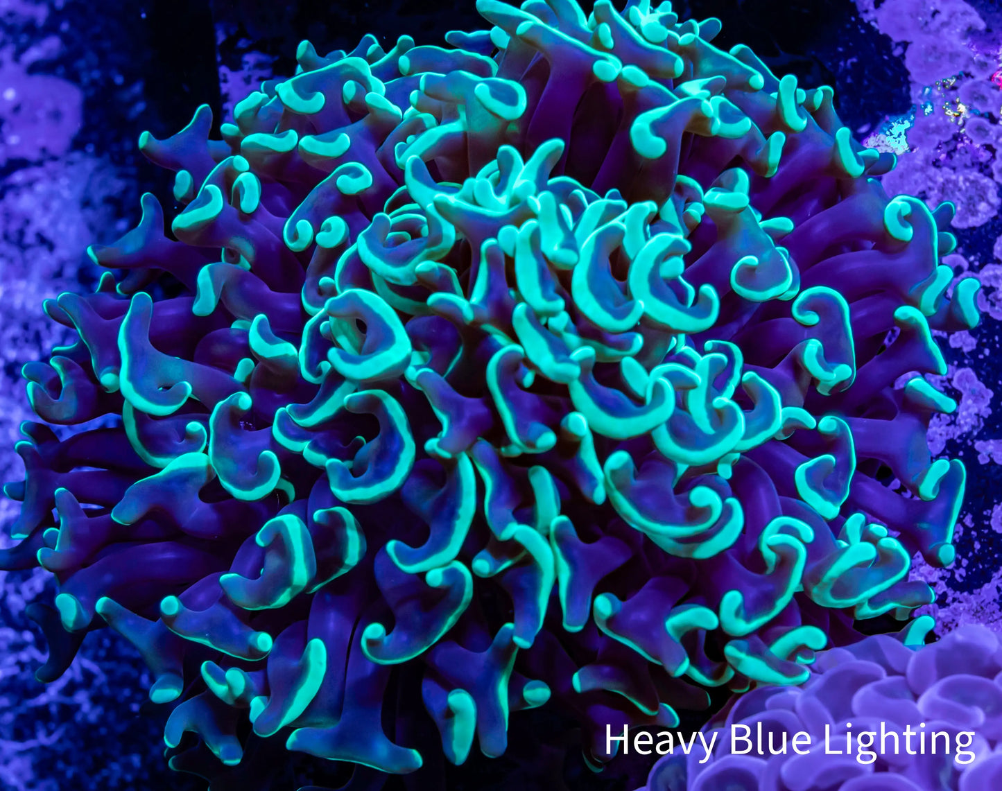 Ultra Hammer Coral - WYSIWYG 5cm Ultra Hammer Coral - WYSIWYG 5cm Aquarium Decor Ultra Hammer Coral - WYSIWYG 5cm Zeo Box Reef