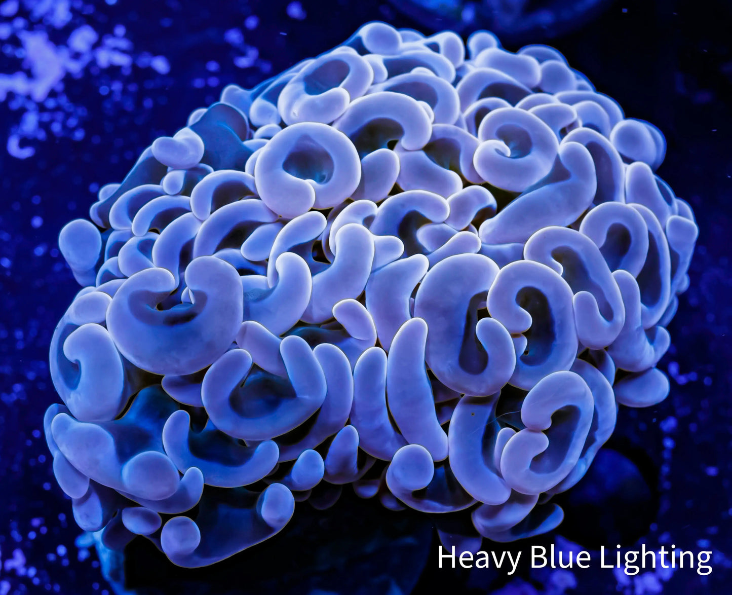 Ultra Hammer Coral - WYSIWYG 5cm Ultra Hammer Coral - WYSIWYG 5cm Aquarium Decor Ultra Hammer Coral - WYSIWYG 5cm Zeo Box Reef