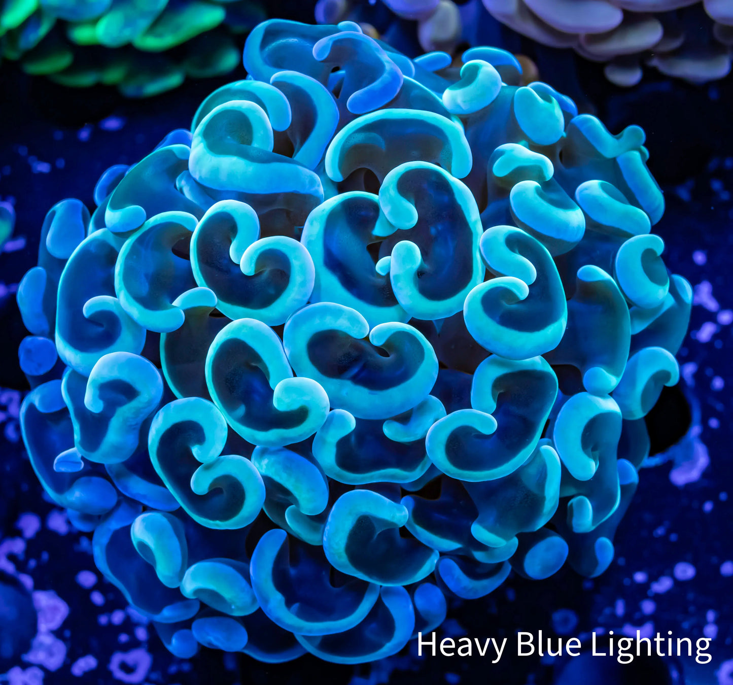 Ultra Hammer Coral WYSIWYG 5cm Ultra Hammer Coral WYSIWYG 5cm Aquarium Decor Ultra Hammer Coral WYSIWYG 5cm Zeo Box Reef