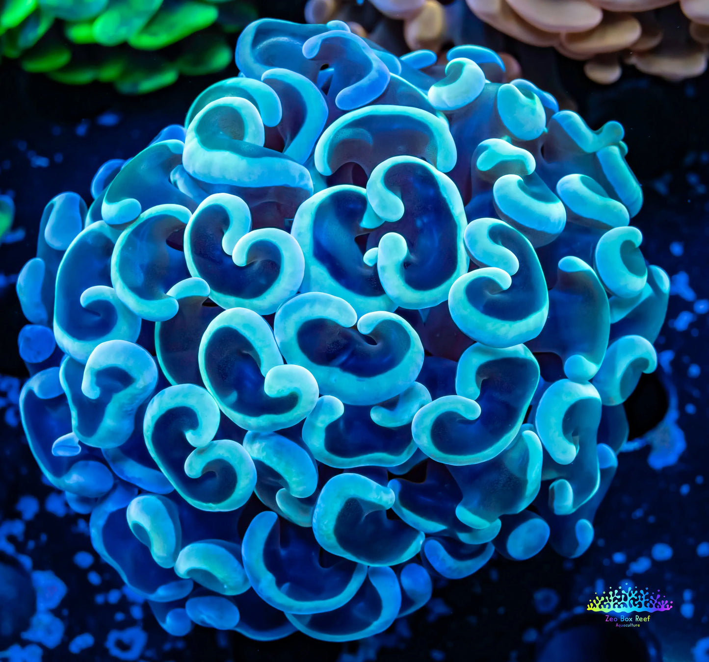 Ultra Hammer Coral WYSIWYG 5cm Ultra Hammer Coral WYSIWYG 5cm Aquarium Decor Ultra Hammer Coral WYSIWYG 5cm Zeo Box Reef