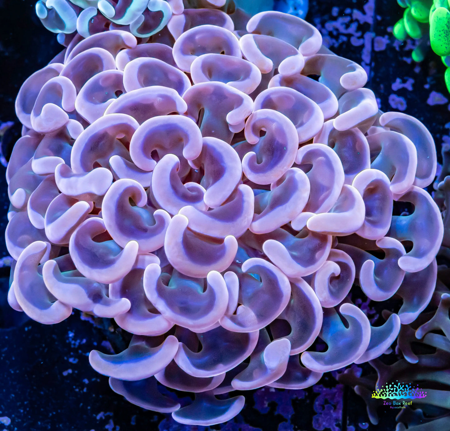 Ultra Hammer Coral - WYSIWYG 6cm Ultra Hammer Coral - WYSIWYG 6cm Aquarium Decor Ultra Hammer Coral - WYSIWYG 6cm Zeo Box Reef