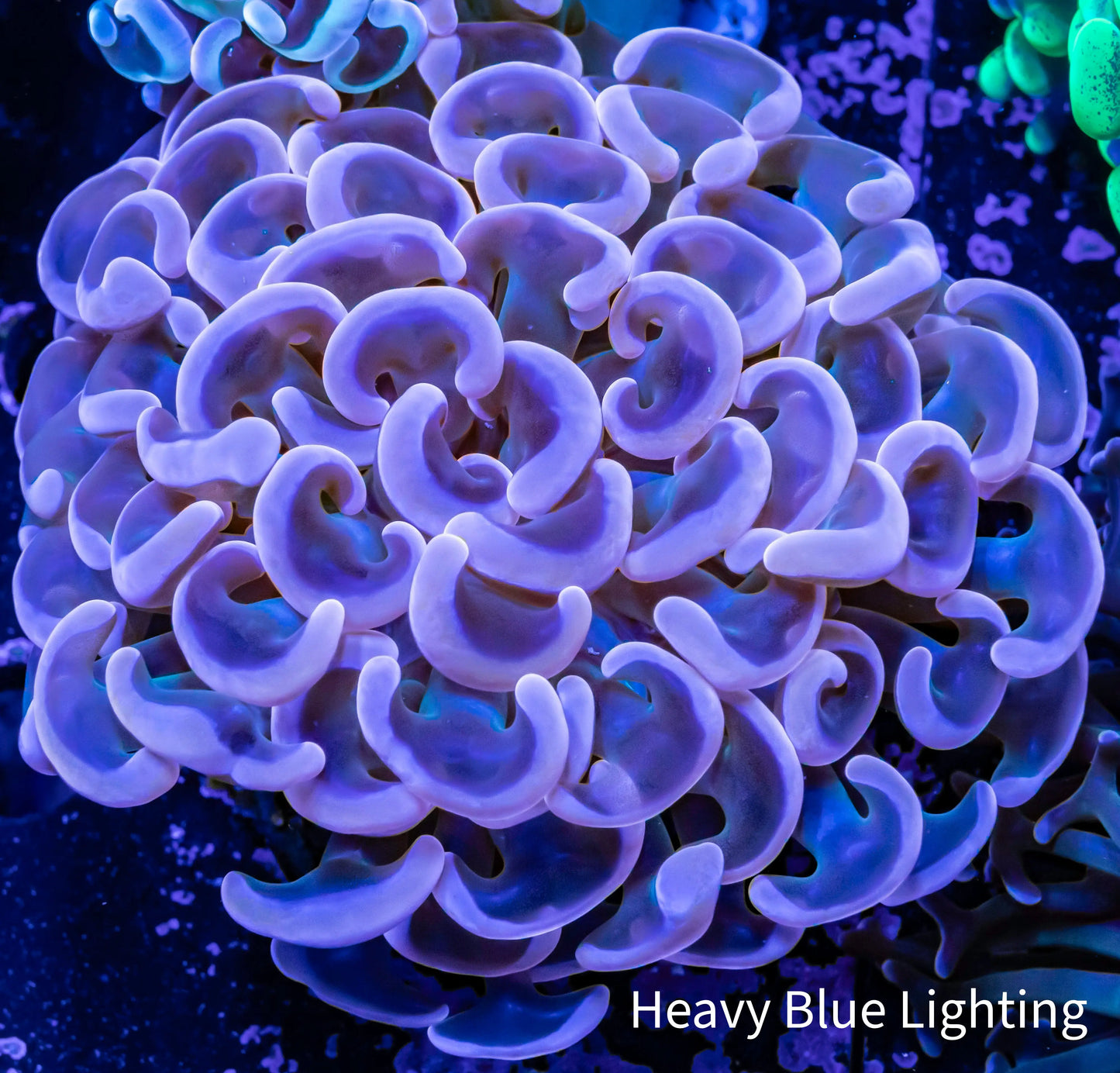Ultra Hammer Coral - WYSIWYG 6cm Ultra Hammer Coral - WYSIWYG 6cm Aquarium Decor Ultra Hammer Coral - WYSIWYG 6cm Zeo Box Reef
