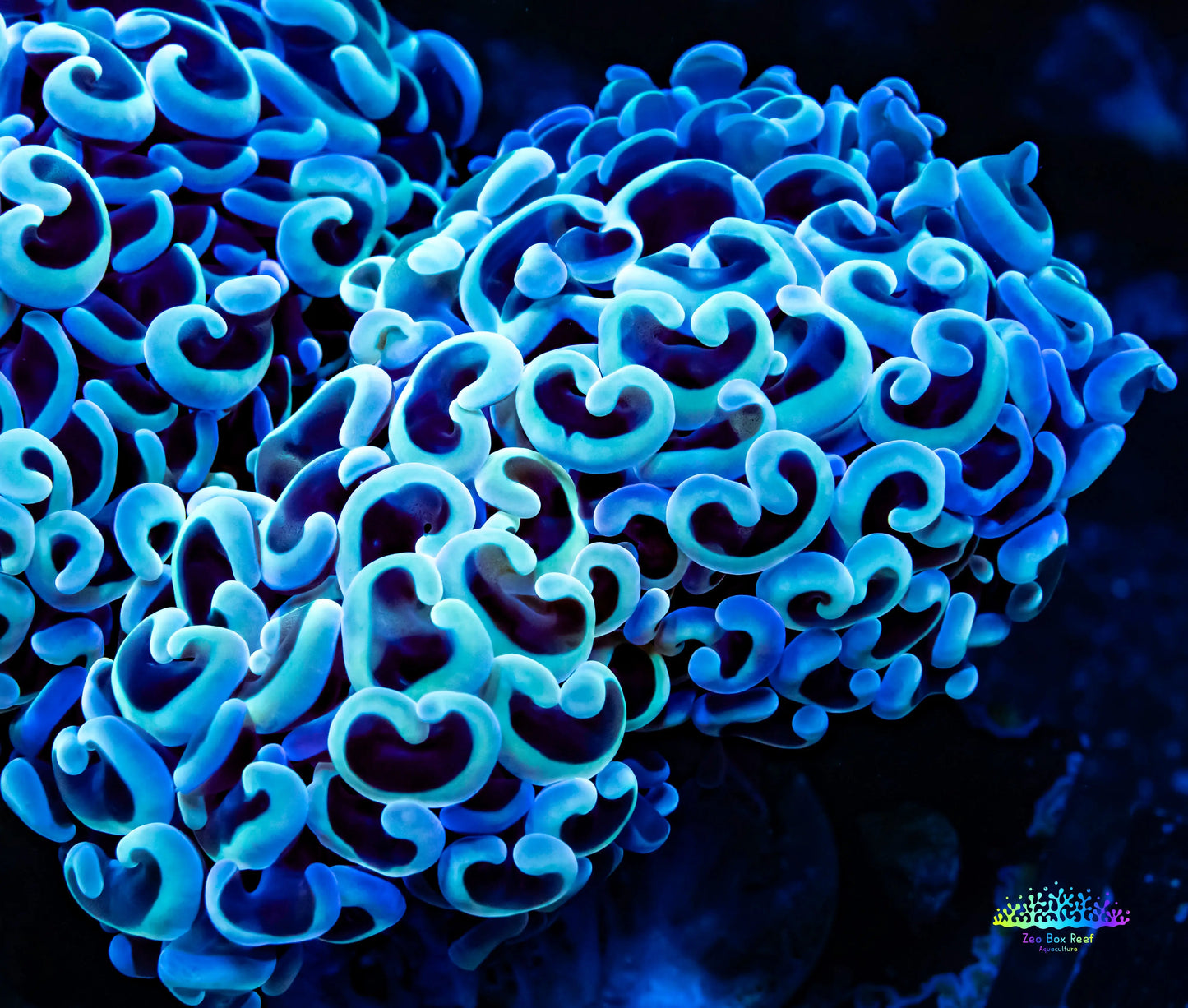 Ultra Hammer Coral - WYSIWYG 6cm Ultra Hammer Coral - WYSIWYG 6cm Aquarium Decor Ultra Hammer Coral - WYSIWYG 6cm Zeo Box Reef