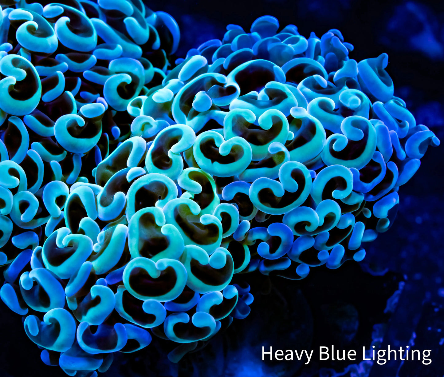 Ultra Hammer Coral - WYSIWYG 6cm Ultra Hammer Coral - WYSIWYG 6cm Aquarium Decor Ultra Hammer Coral - WYSIWYG 6cm Zeo Box Reef