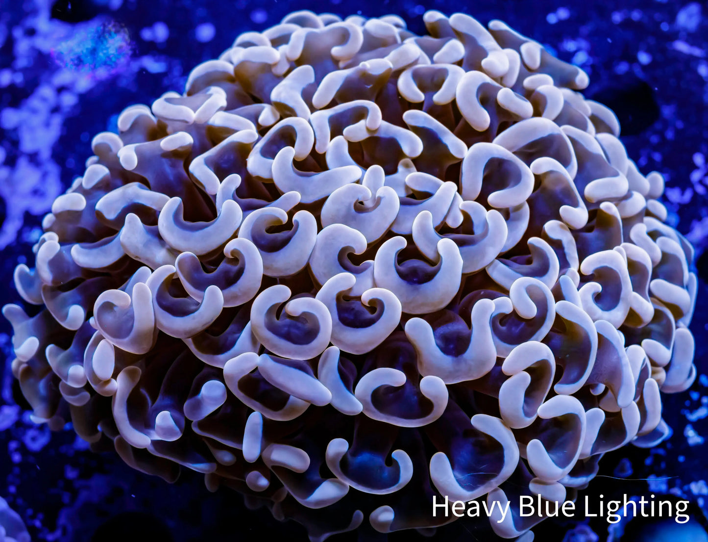 Ultra Hammer Coral - WYSIWYG 7cm Ultra Hammer Coral - WYSIWYG 7cm Aquarium Decor Ultra Hammer Coral - WYSIWYG 7cm Zeo Box Reef