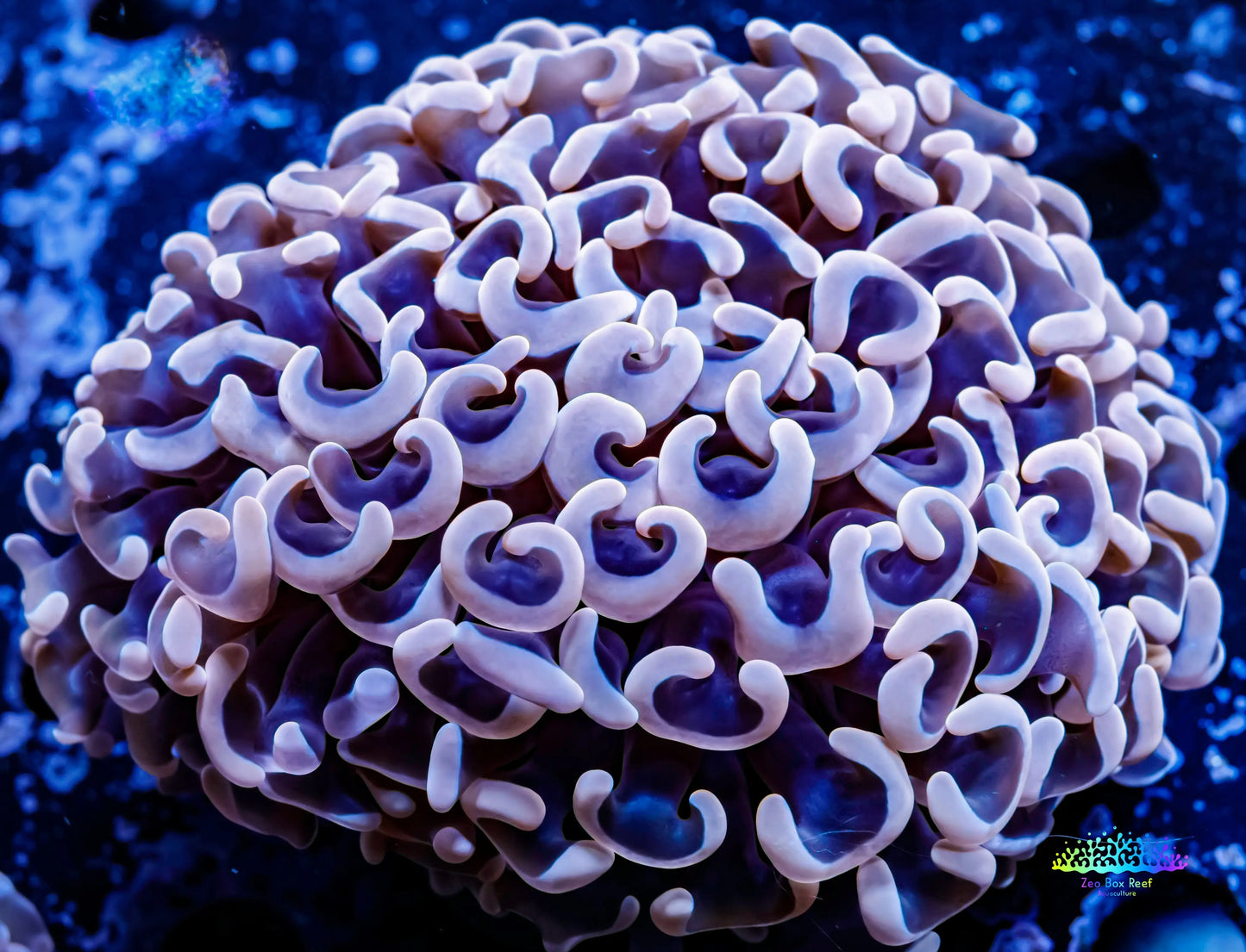 Ultra Hammer Coral - WYSIWYG 7cm Ultra Hammer Coral - WYSIWYG 7cm Aquarium Decor Ultra Hammer Coral - WYSIWYG 7cm Zeo Box Reef
