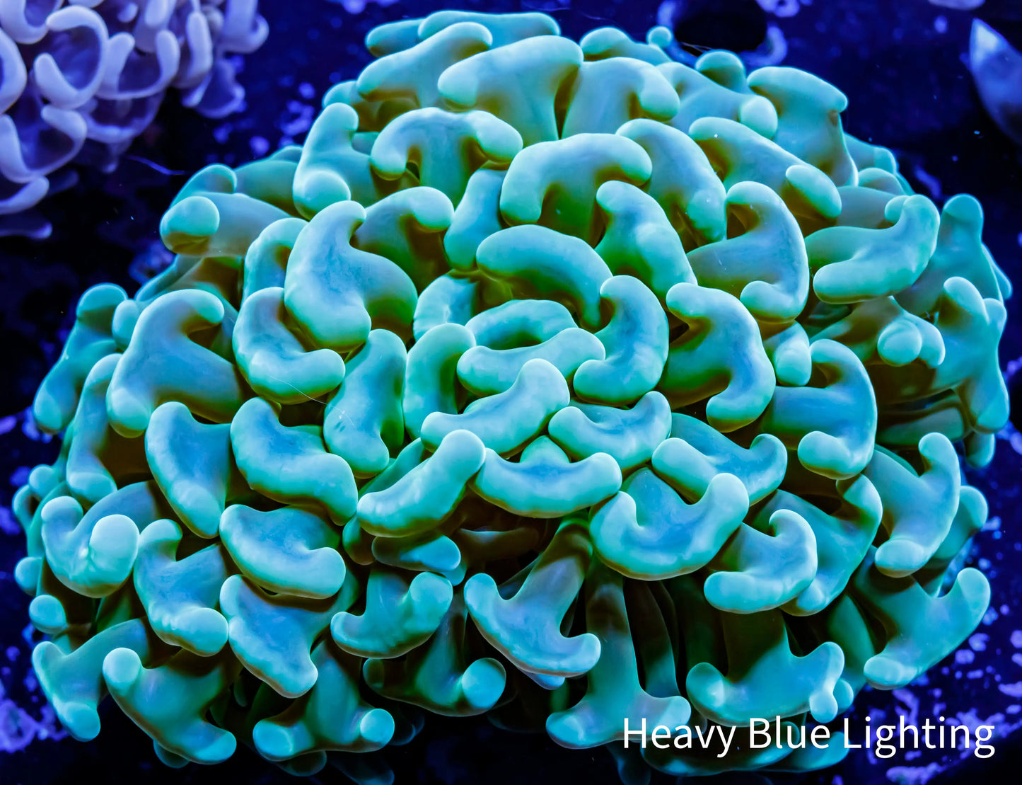 Ultra Hammer Coral - WYSIWYG 8cm Ultra Hammer Coral - WYSIWYG 8cm Aquarium Decor Ultra Hammer Coral - WYSIWYG 8cm Zeo Box Reef