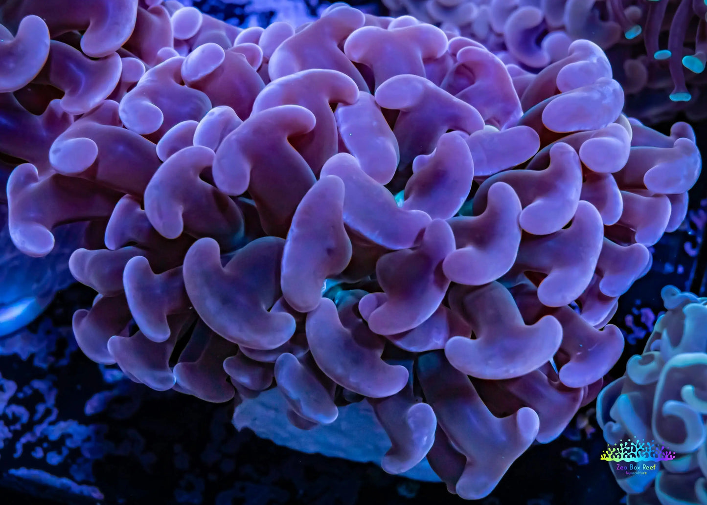 Ultra Hammer Coral - Pink Jelly Bean Tip Purple Stem Green Base WYSIWYG 8cm Ultra Hammer Coral - Pink Jelly Bean Tip Purple Stem Green Base WYSIWYG 8cm Aquarium Decor Ultra Hammer Coral - Pink Jelly Bean Tip Purple Stem Green Base WYSIWYG 8cm Zeo Box Reef