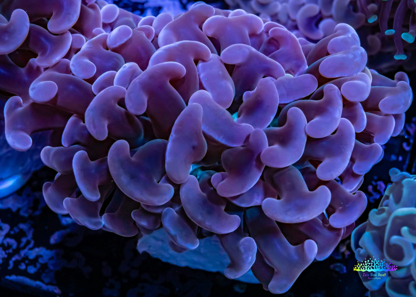 Ultra Hammer Coral - Pink Jelly Bean Tip Purple Stem Green Base WYSIWYG 8cm Ultra Hammer Coral - Pink Jelly Bean Tip Purple Stem Green Base WYSIWYG 8cm Aquarium Decor Ultra Hammer Coral - Pink Jelly Bean Tip Purple Stem Green Base WYSIWYG 8cm Zeo Box Reef