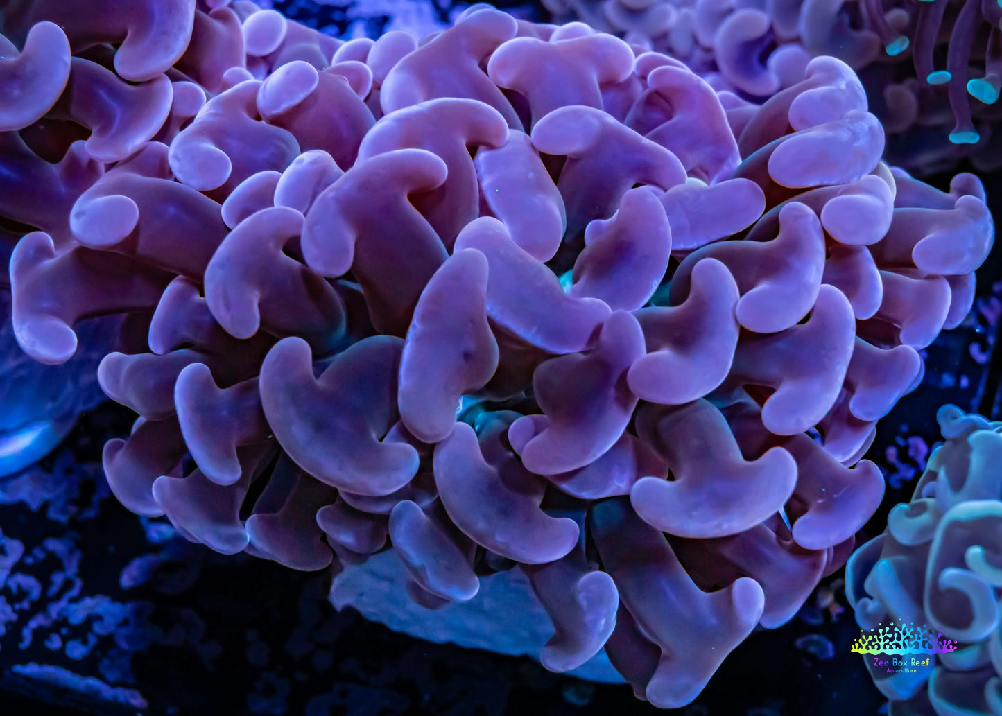 Ultra Hammer Coral - Pink Jelly Bean Tip Purple Stem Green Base WYSIWYG 8cm Ultra Hammer Coral - Pink Jelly Bean Tip Purple Stem Green Base WYSIWYG 8cm Aquarium Decor Ultra Hammer Coral - Pink Jelly Bean Tip Purple Stem Green Base WYSIWYG 8cm Zeo Box Reef