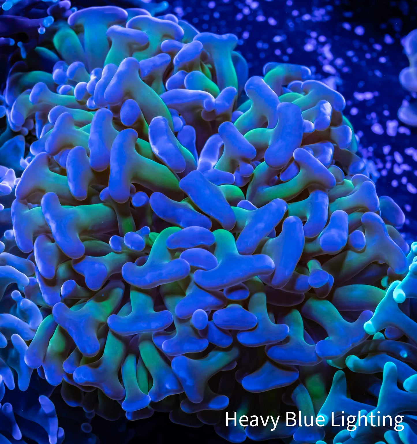 Ultra Hammer Coral - Purple Tip Toxic Green Stem WYSIWYG 8cm Ultra Hammer Coral - Purple Tip Toxic Green Stem WYSIWYG 8cm Aquarium Decor Ultra Hammer Coral - Purple Tip Toxic Green Stem WYSIWYG 8cm Zeo Box Reef
