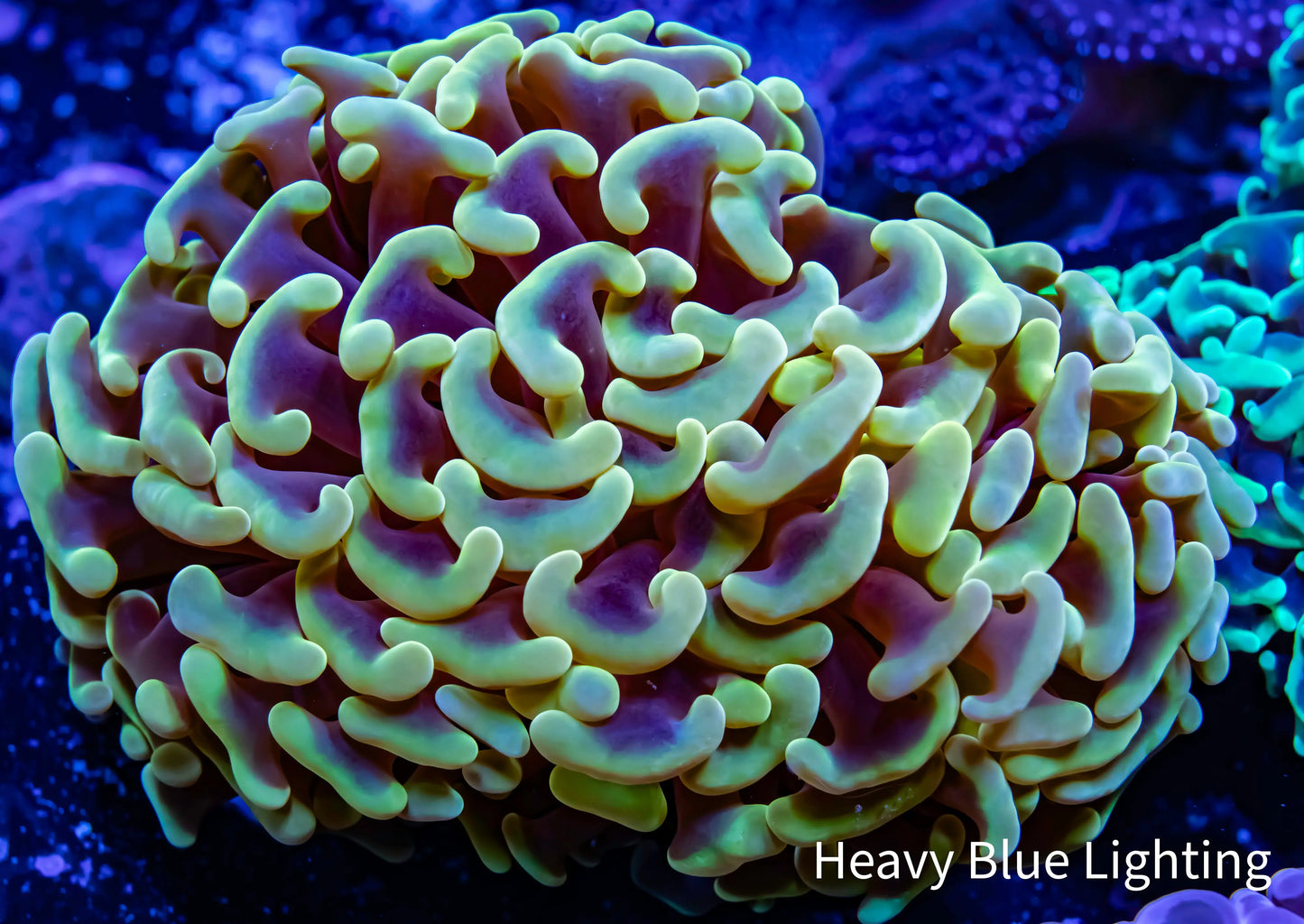 Copy of Ultra Hammer Coral Two Tone Gold WYSIWYG 4cm Copy of Ultra Hammer Coral Two Tone Gold WYSIWYG 4cm Aquarium Decor Copy of Ultra Hammer Coral Two Tone Gold WYSIWYG 4cm Zeo Box Reef