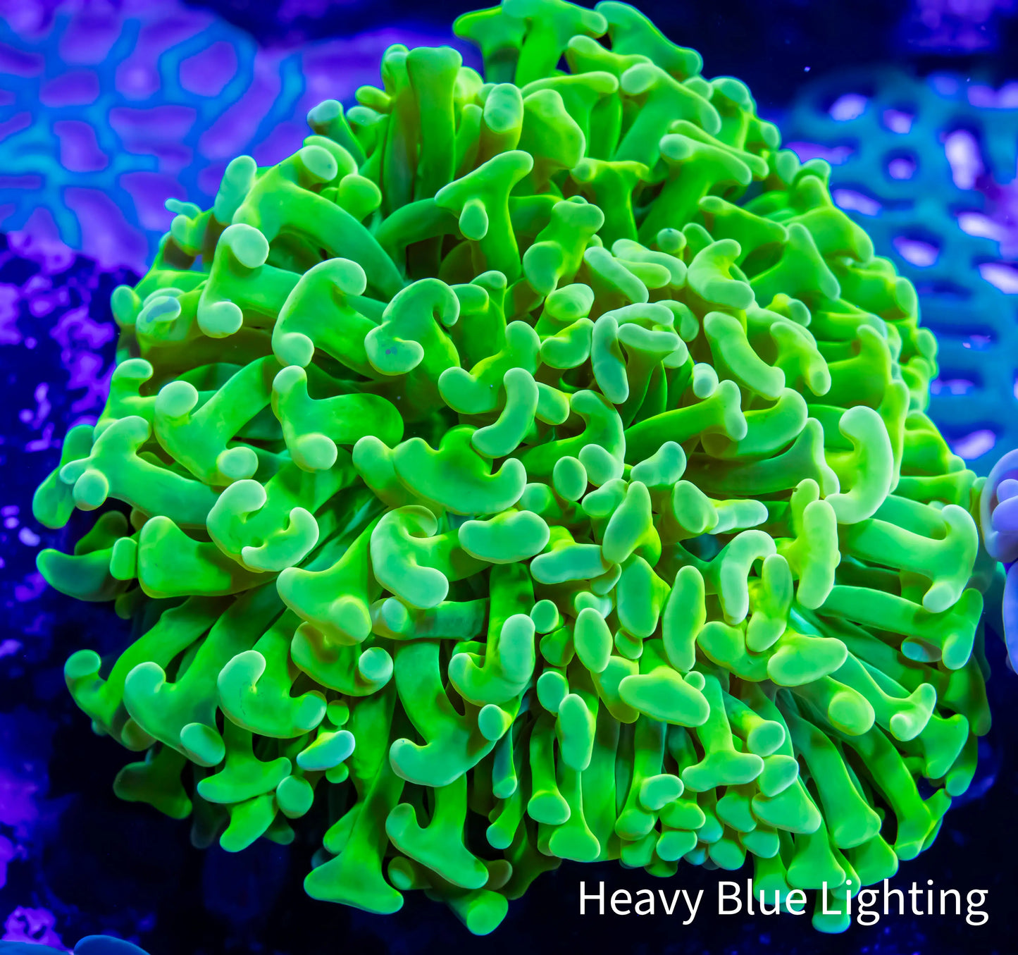 Ultra Hammer Coral WYSIWYG 8cm Ultra Hammer Coral WYSIWYG 8cm Aquarium Decor Ultra Hammer Coral WYSIWYG 8cm Zeo Box Reef