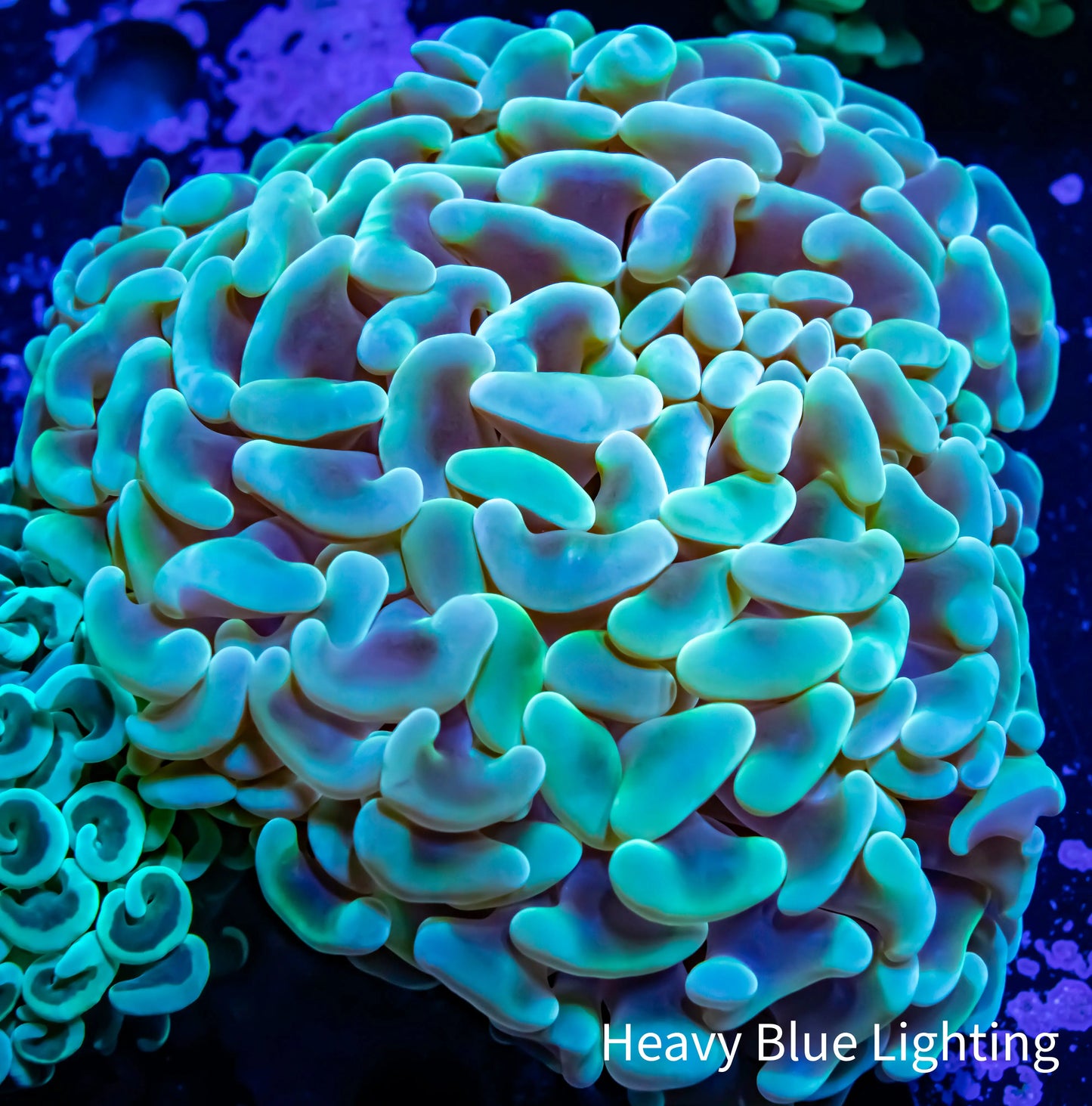 Ultra Hammer Coral - WYSIWYG 8cm Ultra Hammer Coral - WYSIWYG 8cm Aquarium Decor Ultra Hammer Coral - WYSIWYG 8cm Zeo Box Reef