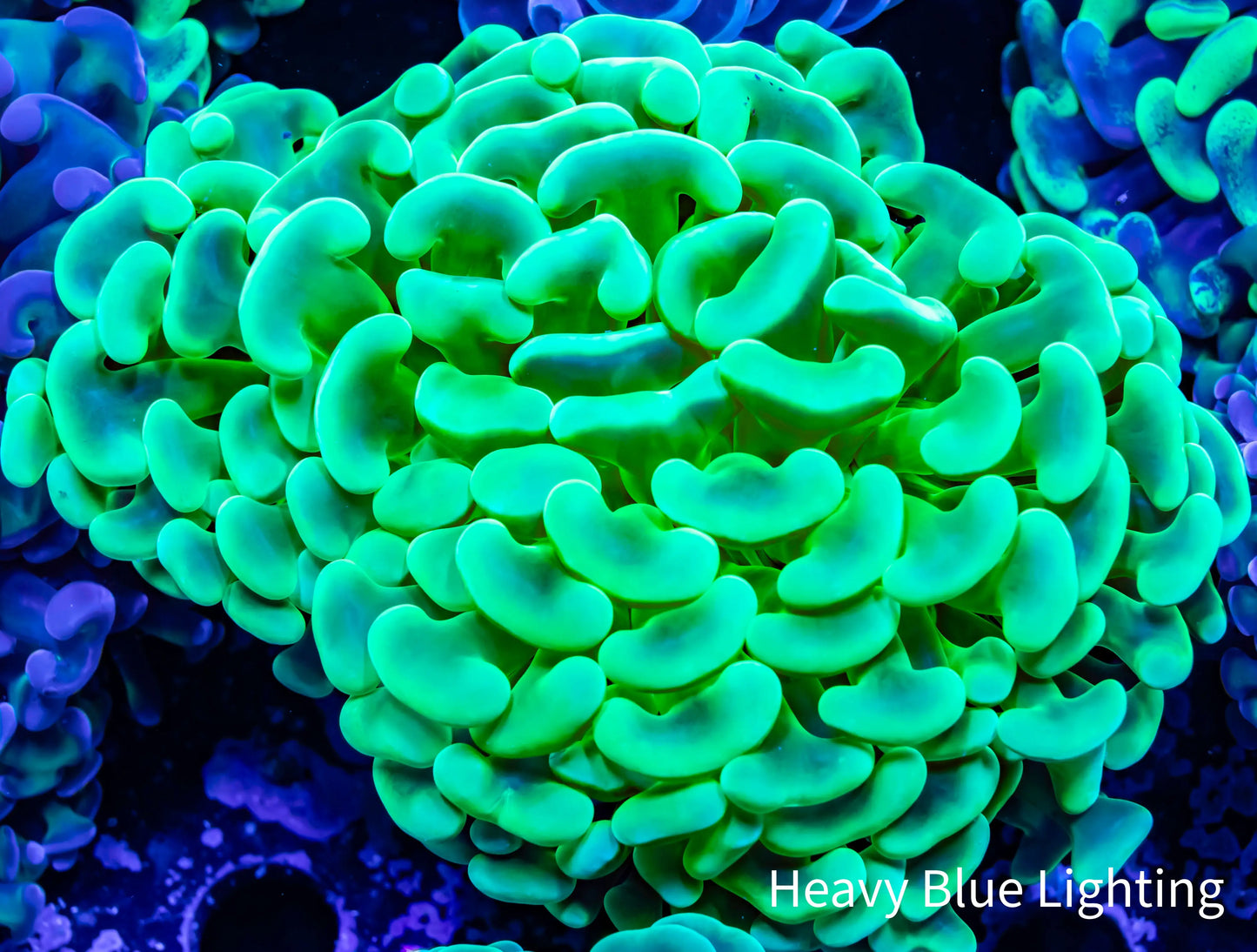 Ultra Hammer Coral Green and Gold WYSIWYG 7cm Ultra Hammer Coral Green and Gold WYSIWYG 7cm Aquarium Decor Ultra Hammer Coral Green and Gold WYSIWYG 7cm Zeo Box Reef