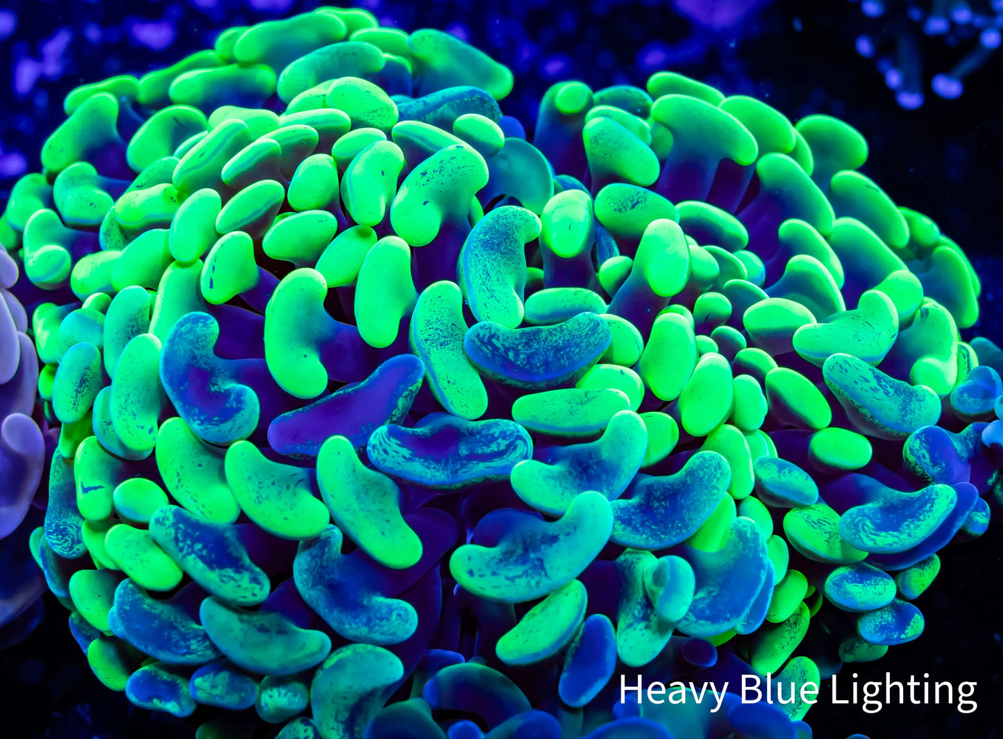 Ultra Hammer Coral Blotched Jelly Bean Tip - Purple, Yellow,Toxic Green WYSIWYG 5cm Ultra Hammer Coral Blotched Jelly Bean Tip - Purple, Yellow,Toxic Green WYSIWYG 5cm Aquarium Decor Ultra Hammer Coral Blotched Jelly Bean Tip - Purple, Yellow,Toxic Green WYSIWYG 5cm Zeo Box Reef