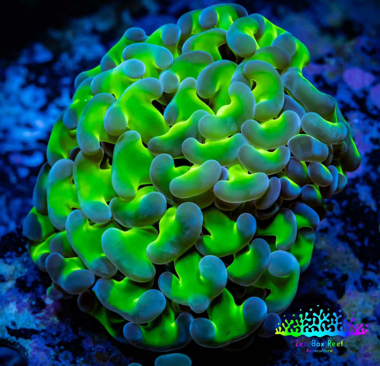 Ultra Hammer Coral Frag WYSIWYG 5cm A3R5B1 Ultra Hammer Coral Frag WYSIWYG 5cm A3R5B1 Aquarium Decor Ultra Hammer Coral Frag WYSIWYG 5cm A3R5B1 Zeo Box Reef