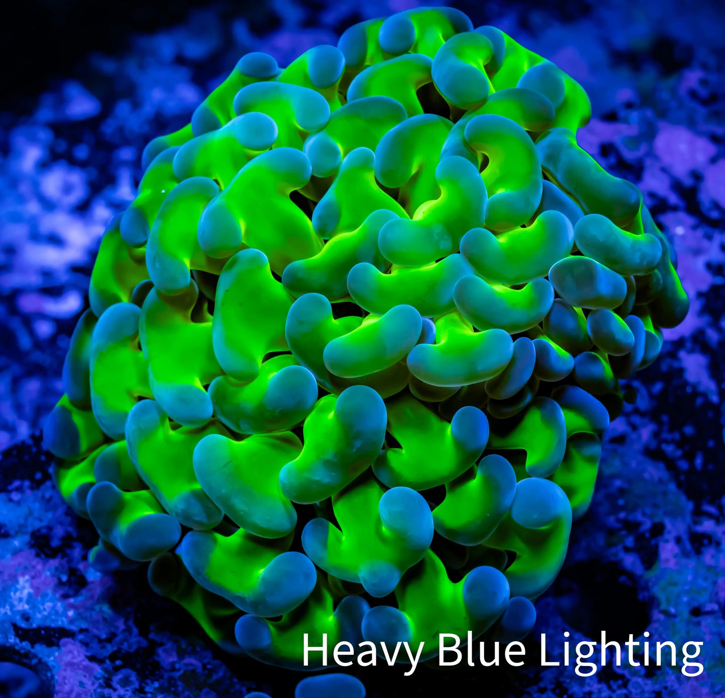 Ultra Hammer Coral Frag WYSIWYG 5cm B3R5B1 Ultra Hammer Coral Frag WYSIWYG 5cm B3R5B1 Aquarium Decor Ultra Hammer Coral Frag WYSIWYG 5cm B3R5B1 Zeo Box Reef