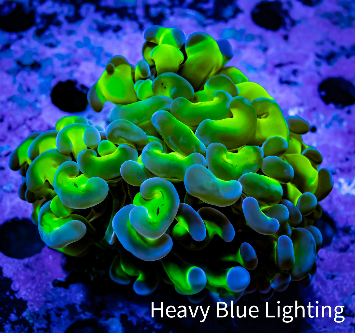 Ultra Hammer Coral Frag WYSIWYG 5cm B3R5B1 Ultra Hammer Coral Frag WYSIWYG 5cm B3R5B1 Aquarium Decor Ultra Hammer Coral Frag WYSIWYG 5cm B3R5B1 Zeo Box Reef