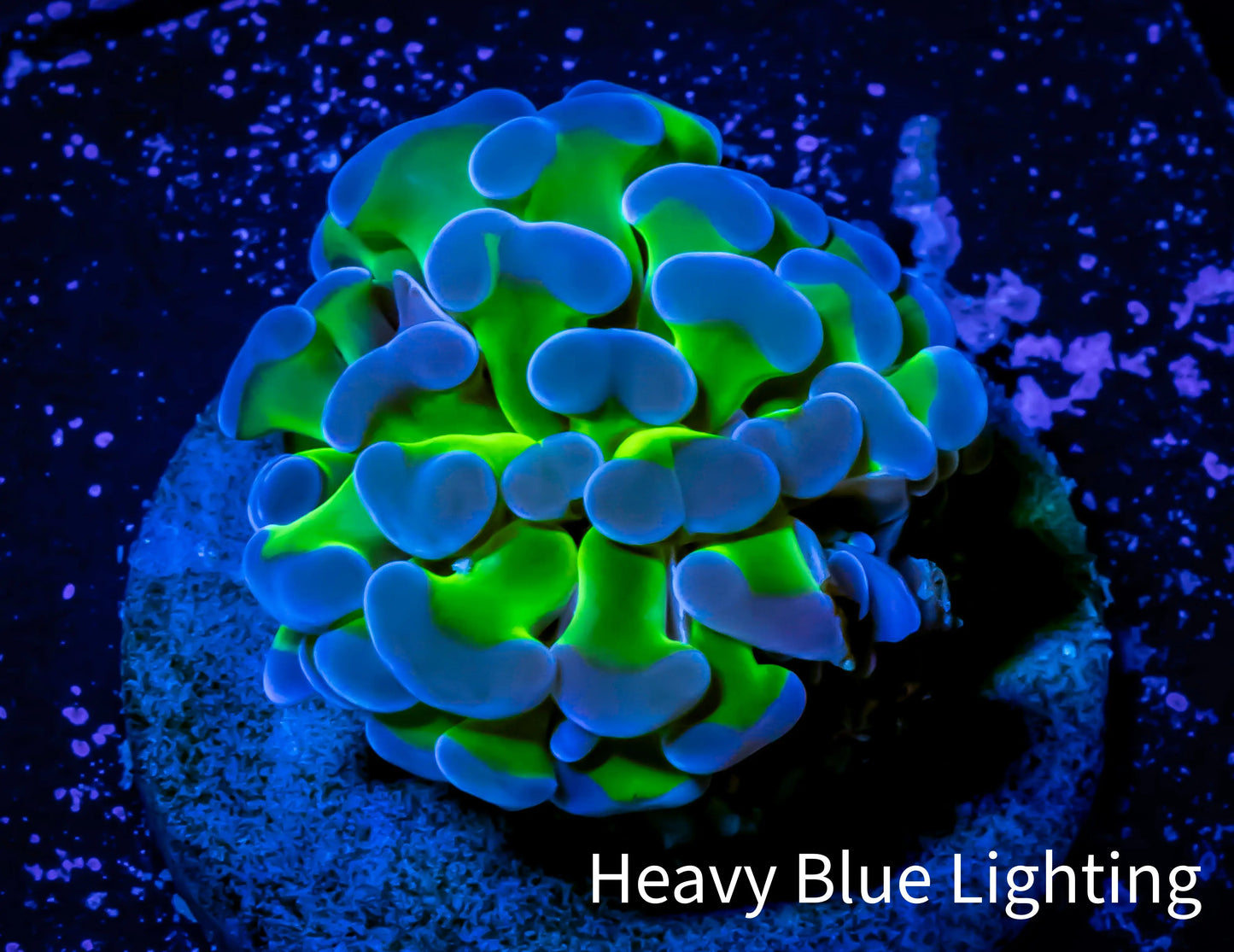 Ultra Hammer Coral Frag WYSIWYG Ultra Hammer Coral Frag WYSIWYG Aquarium Decor Ultra Hammer Coral Frag WYSIWYG Zeo Box Reef