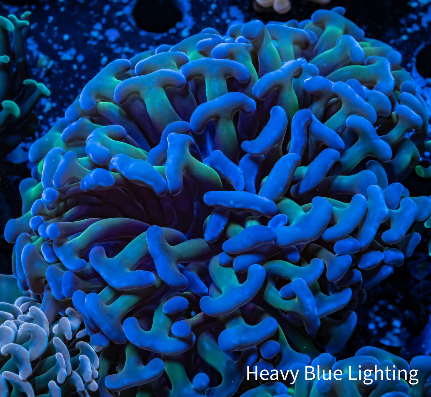 Ultra Hammer Coral WYSIWYG 6cm Ultra Hammer Coral WYSIWYG 6cm Aquarium Decor Ultra Hammer Coral WYSIWYG 6cm Zeo Box Reef