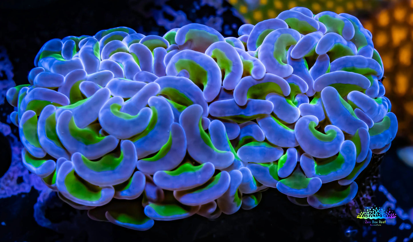 Ultra Hammer Coral Reverse WYSIWYG 6cm Ultra Hammer Coral Reverse WYSIWYG 6cm Aquarium Decor Ultra Hammer Coral Reverse WYSIWYG 6cm Zeo Box Reef