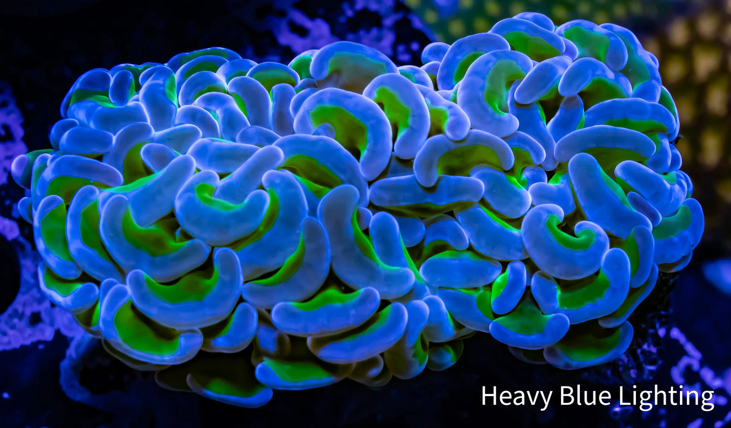 Ultra Hammer Coral Reverse WYSIWYG 6cm Ultra Hammer Coral Reverse WYSIWYG 6cm Aquarium Decor Ultra Hammer Coral Reverse WYSIWYG 6cm Zeo Box Reef