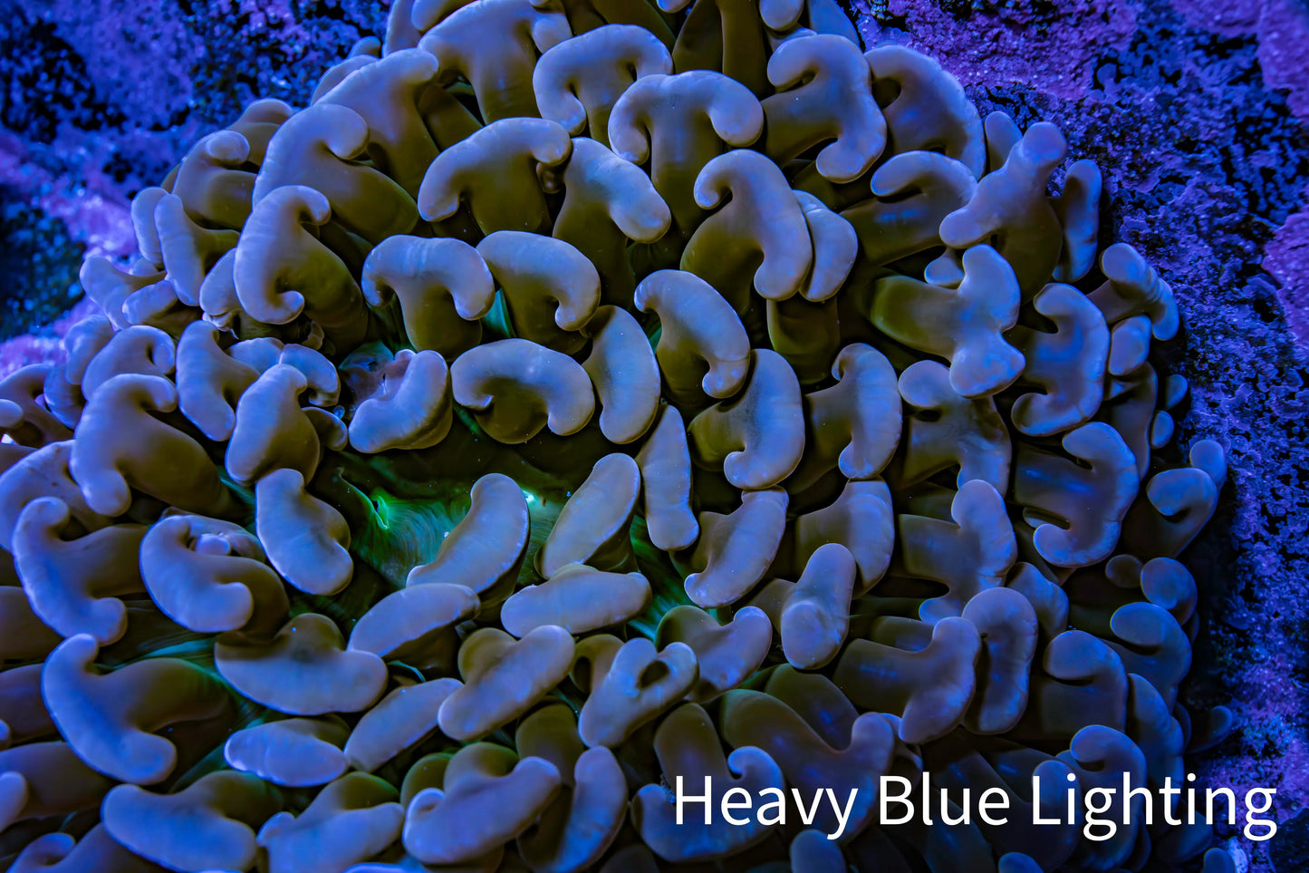 Ultra Hammer Coral - Rose Gold WYSIWYG 8cm B4R6B1 Ultra Hammer Coral - Rose Gold WYSIWYG 8cm B4R6B1 Aquarium Decor Ultra Hammer Coral - Rose Gold WYSIWYG 8cm B4R6B1 Zeo Box Reef