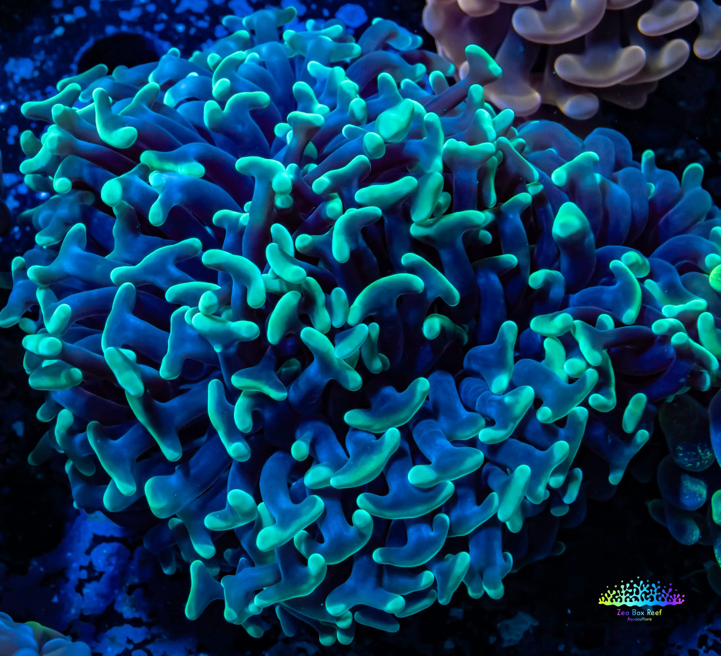 Ultra Hammer Coral Toxic Green Tip WYSIWYG 7cm Ultra Hammer Coral Toxic Green Tip WYSIWYG 7cm Aquarium Decor Ultra Hammer Coral Toxic Green Tip WYSIWYG 7cm Zeo Box Reef