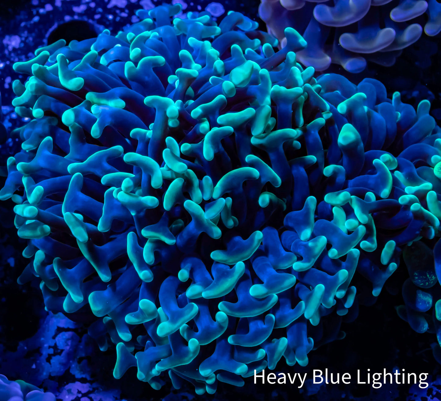 Ultra Hammer Coral Toxic Green Tip WYSIWYG 7cm Ultra Hammer Coral Toxic Green Tip WYSIWYG 7cm Aquarium Decor Ultra Hammer Coral Toxic Green Tip WYSIWYG 7cm Zeo Box Reef