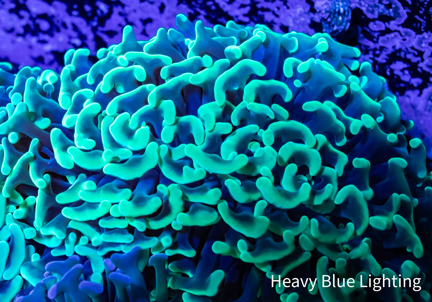 Ultra Hammer Coral Toxic Green Tips WYSIWYG 9cm Ultra Hammer Coral Toxic Green Tips WYSIWYG 9cm Aquarium Decor Ultra Hammer Coral Toxic Green Tips WYSIWYG 9cm Zeo Box Reef