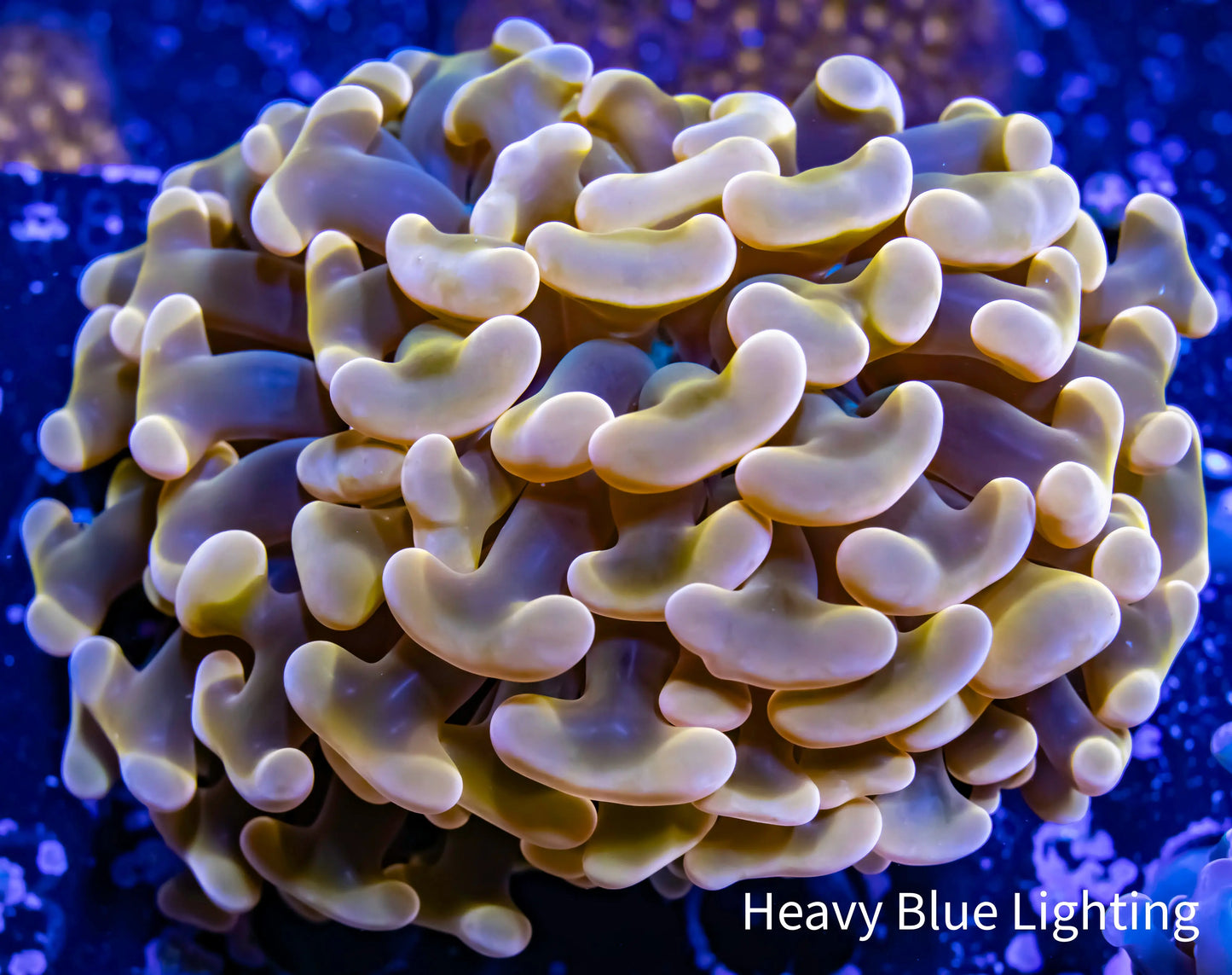 Ultra Hammer Coral Toxic Orange Jelly Bean Tip WYSIWYG 5cm Ultra Hammer Coral Toxic Orange Jelly Bean Tip WYSIWYG 5cm Aquarium Decor Ultra Hammer Coral Toxic Orange Jelly Bean Tip WYSIWYG 5cm Zeo Box Reef