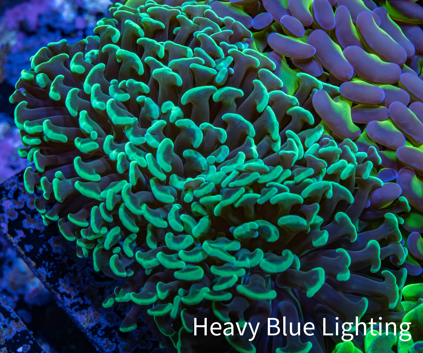 Ultra Hammer Coral - WYSIWYG 10cm A1R5B1 Ultra Hammer Coral - WYSIWYG 10cm A1R5B1 Aquarium Decor Ultra Hammer Coral - WYSIWYG 10cm A1R5B1 Zeo Box Reef