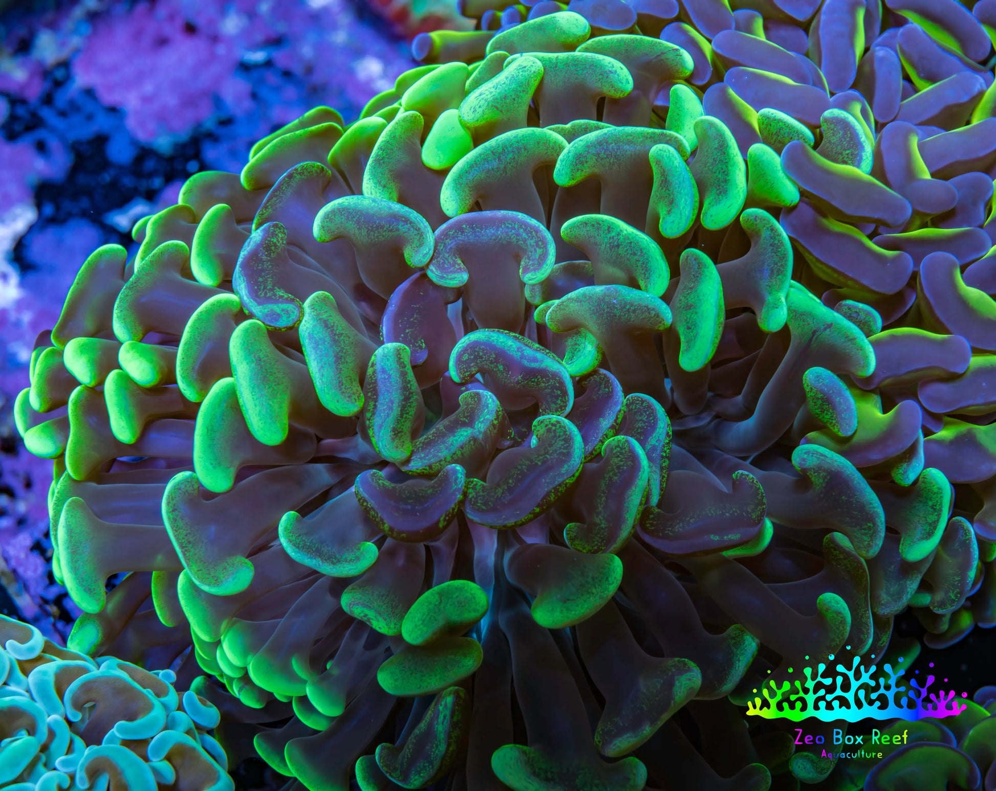 Ultra Hammer Coral -  WYSIWYG 10cm A1R6B1 Ultra Hammer Coral -  WYSIWYG 10cm A1R6B1 Aquarium Decor Ultra Hammer Coral -  WYSIWYG 10cm A1R6B1 Zeo Box Reef