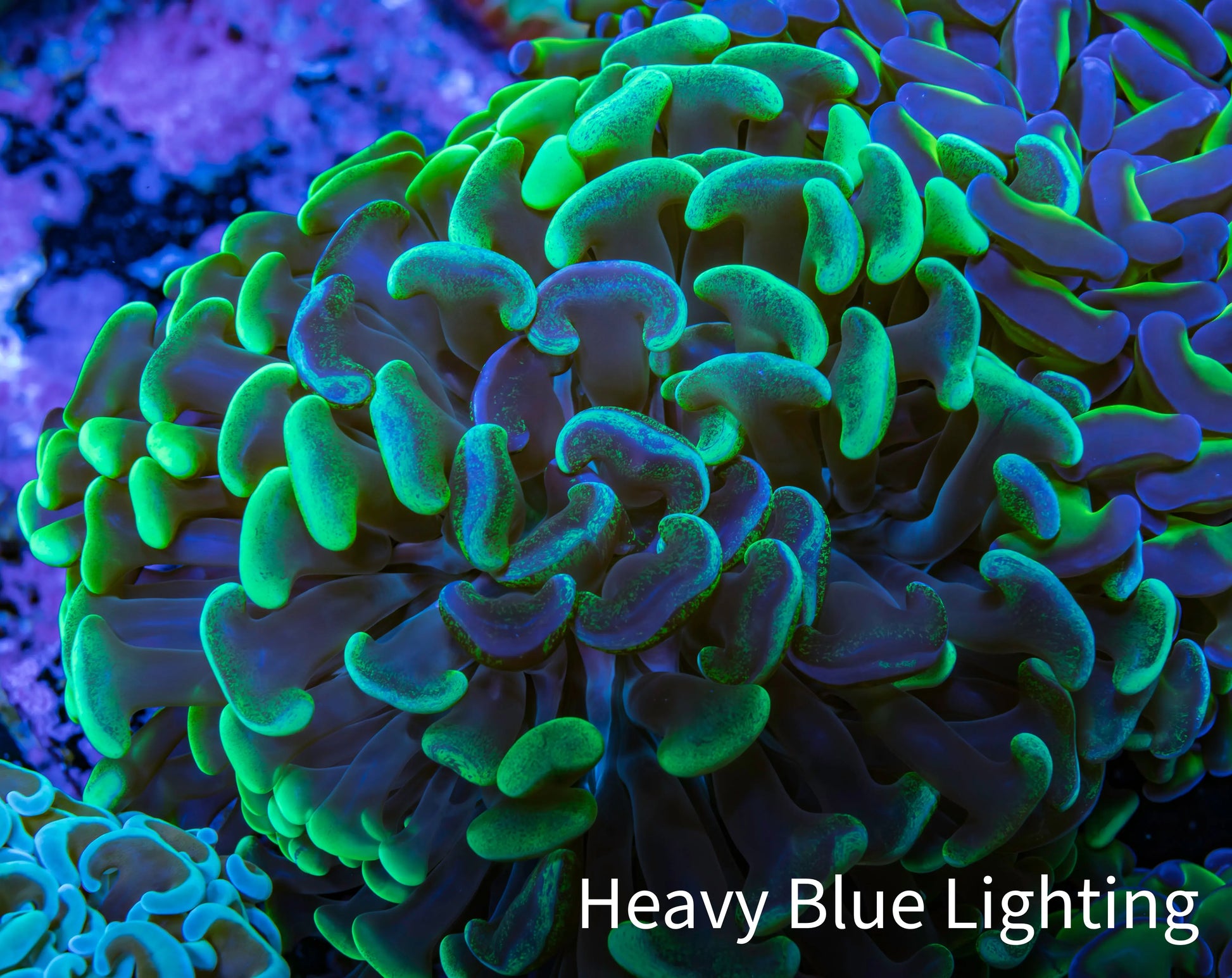 Ultra Hammer Coral -  WYSIWYG 10cm A1R6B1 Ultra Hammer Coral -  WYSIWYG 10cm A1R6B1 Aquarium Decor Ultra Hammer Coral -  WYSIWYG 10cm A1R6B1 Zeo Box Reef