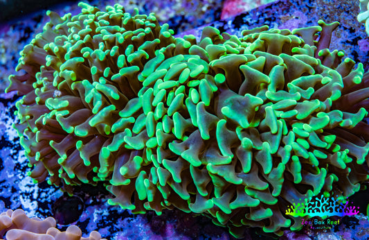 Ultra Hammer Coral -  WYSIWYG 10cm A2R5B1 Ultra Hammer Coral -  WYSIWYG 10cm A2R5B1 Aquarium Decor Ultra Hammer Coral -  WYSIWYG 10cm A2R5B1 Zeo Box Reef
