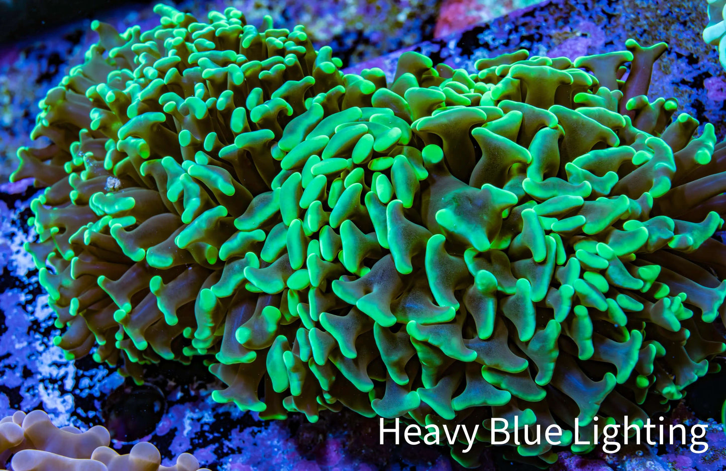 Ultra Hammer Coral - WYSIWYG 10cm A2R5B1 Ultra Hammer Coral - WYSIWYG 10cm A2R5B1 Aquarium Decor Ultra Hammer Coral - WYSIWYG 10cm A2R5B1 Zeo Box Reef