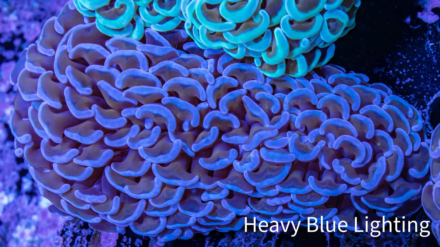 Ultra Hammer Coral - WYSIWYG 10cm A5R5B1 Ultra Hammer Coral - WYSIWYG 10cm A5R5B1 Aquarium Decor Ultra Hammer Coral - WYSIWYG 10cm A5R5B1 Zeo Box Reef