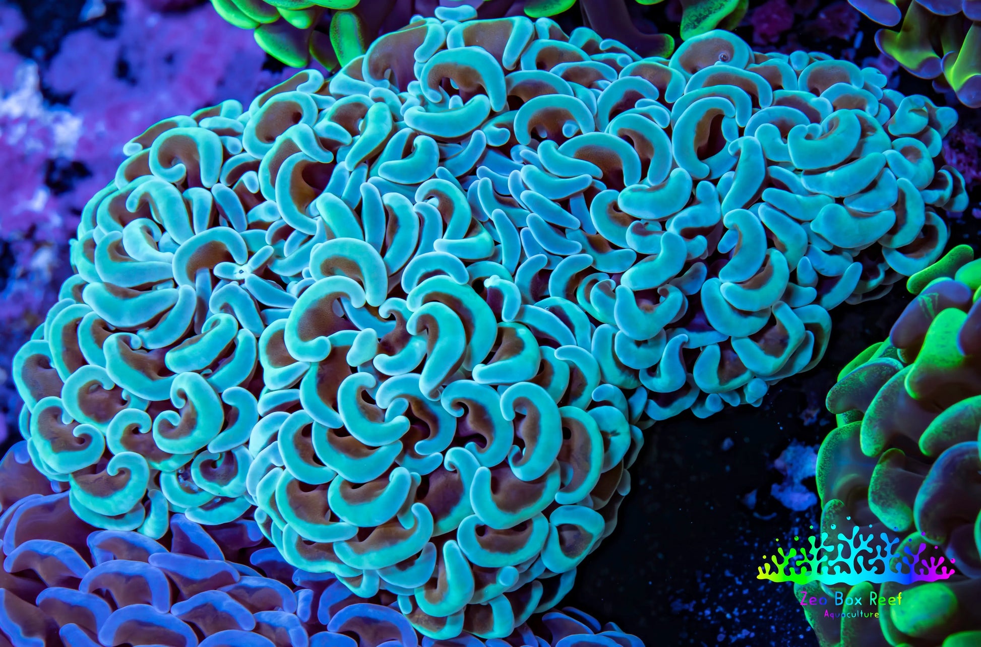 Ultra Hammer Coral -  WYSIWYG 10cm A6R5B1 Ultra Hammer Coral -  WYSIWYG 10cm A6R5B1 Aquarium Decor Ultra Hammer Coral -  WYSIWYG 10cm A6R5B1 Zeo Box Reef