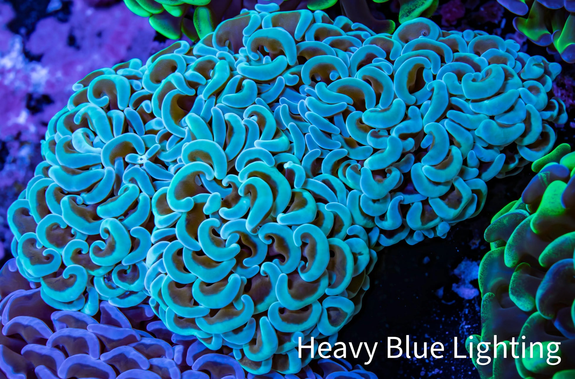 Ultra Hammer Coral -  WYSIWYG 10cm A6R5B1 Ultra Hammer Coral -  WYSIWYG 10cm A6R5B1 Aquarium Decor Ultra Hammer Coral -  WYSIWYG 10cm A6R5B1 Zeo Box Reef