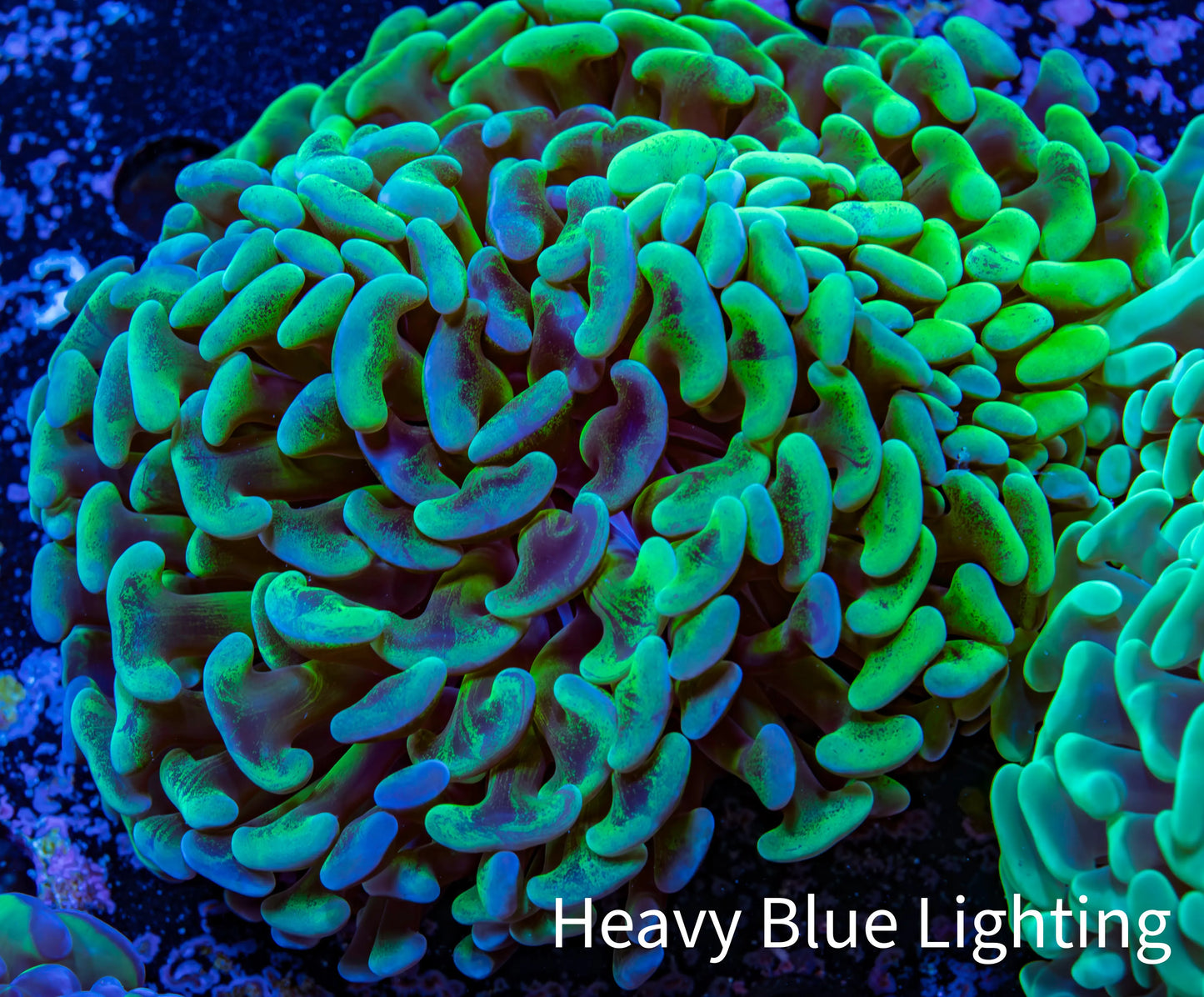 Ultra Hammer Coral - WYSIWYG 10cm B1R6B1 Ultra Hammer Coral - WYSIWYG 10cm B1R6B1 Aquarium Decor Ultra Hammer Coral - WYSIWYG 10cm B1R6B1 Zeo Box Reef