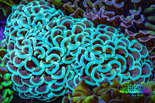 Ultra Hammer Coral -  WYSIWYG 10cm B1R6B1 Ultra Hammer Coral -  WYSIWYG 10cm B1R6B1 Aquarium Decor Ultra Hammer Coral -  WYSIWYG 10cm B1R6B1 Zeo Box Reef