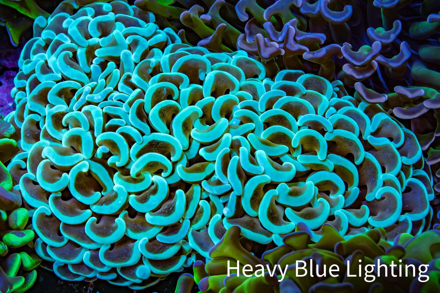 Ultra Hammer Coral - WYSIWYG 10cm B1R6B1 Ultra Hammer Coral - WYSIWYG 10cm B1R6B1 Aquarium Decor Ultra Hammer Coral - WYSIWYG 10cm B1R6B1 Zeo Box Reef