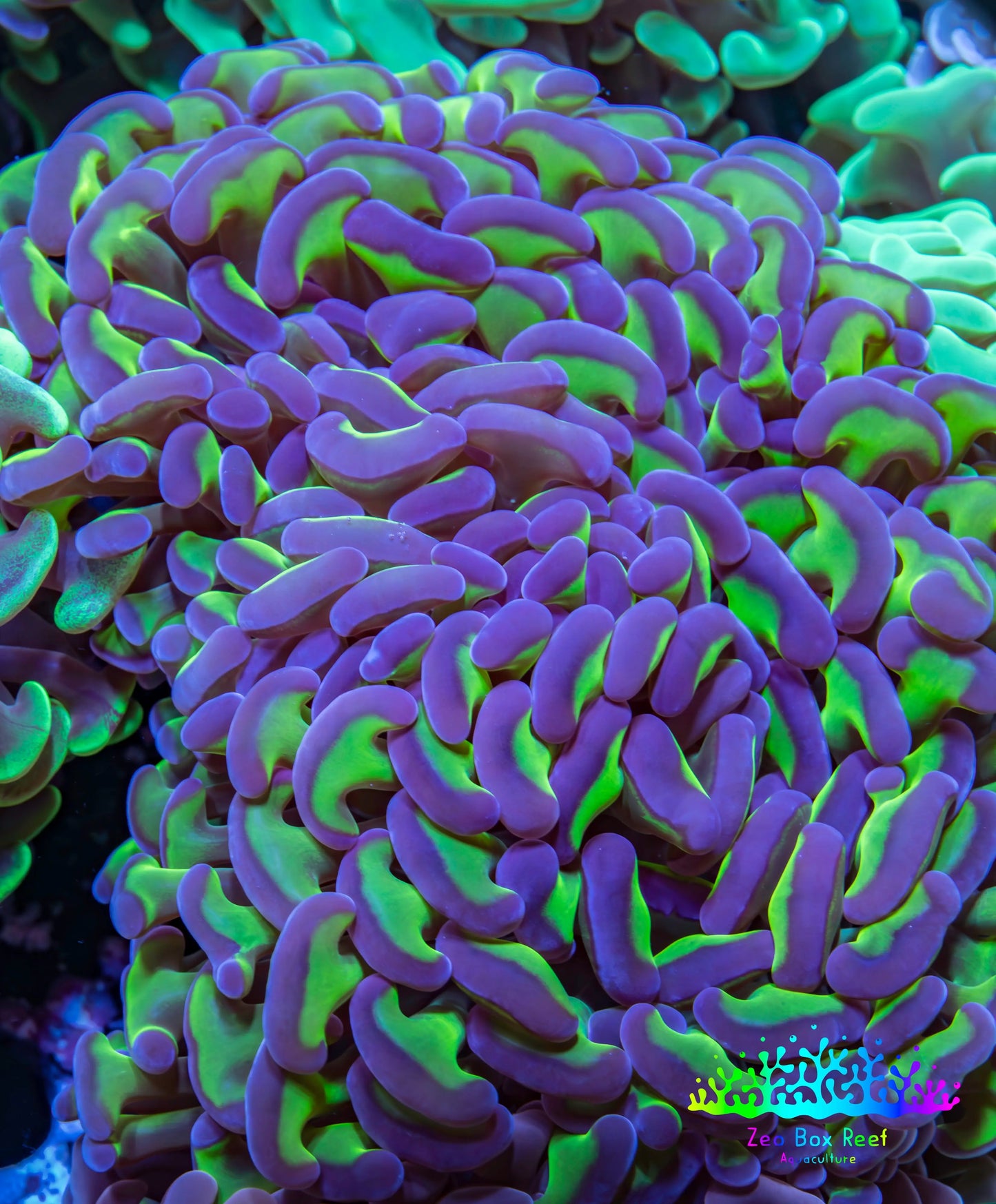 Ultra Hammer Coral - WYSIWYG 10cm B23R6B1 Ultra Hammer Coral - WYSIWYG 10cm B23R6B1 Aquarium Decor Ultra Hammer Coral - WYSIWYG 10cm B23R6B1 Zeo Box Reef