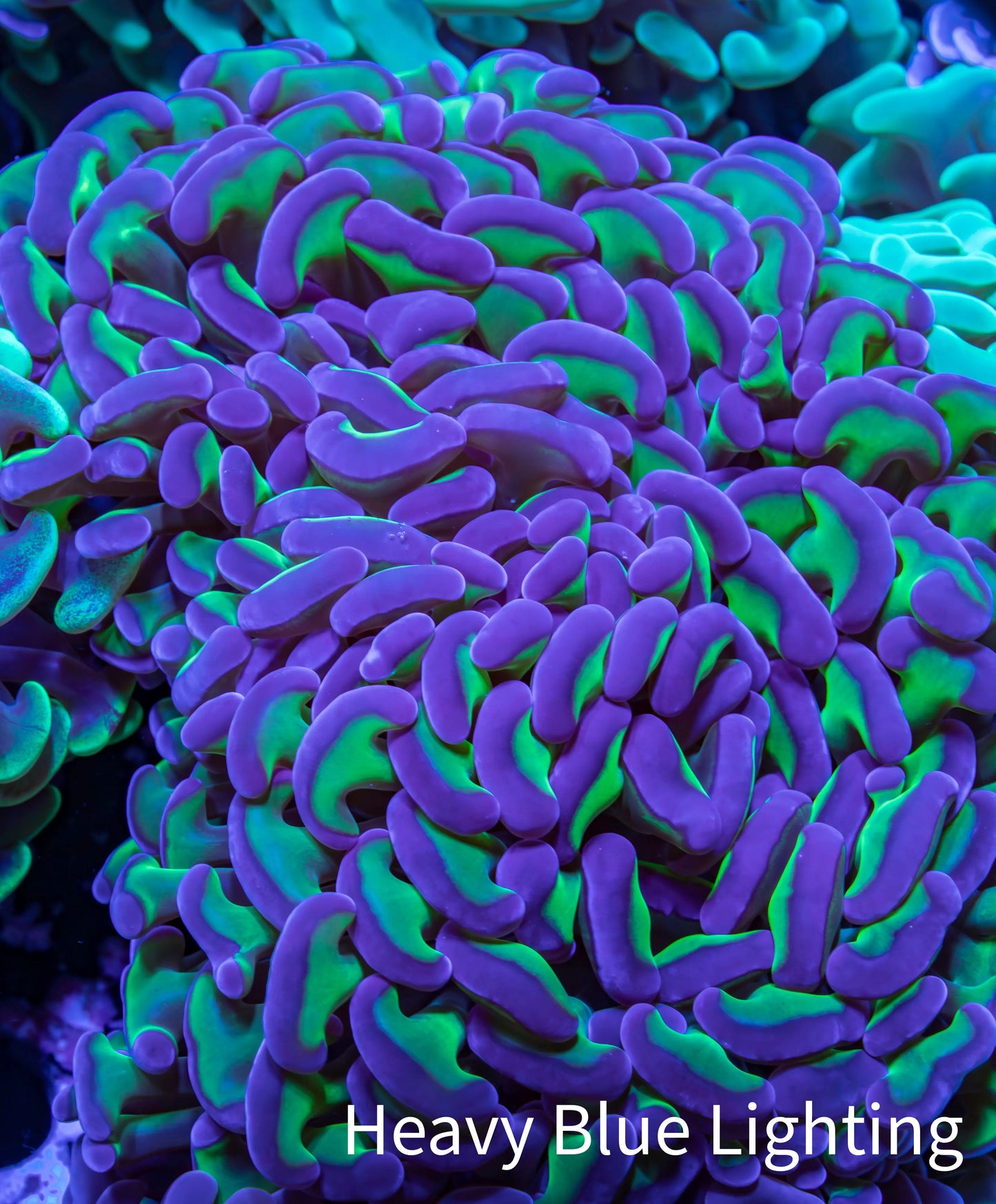 Ultra Hammer Coral - WYSIWYG 10cm B23R6B1 Ultra Hammer Coral - WYSIWYG 10cm B23R6B1 Aquarium Decor Ultra Hammer Coral - WYSIWYG 10cm B23R6B1 Zeo Box Reef