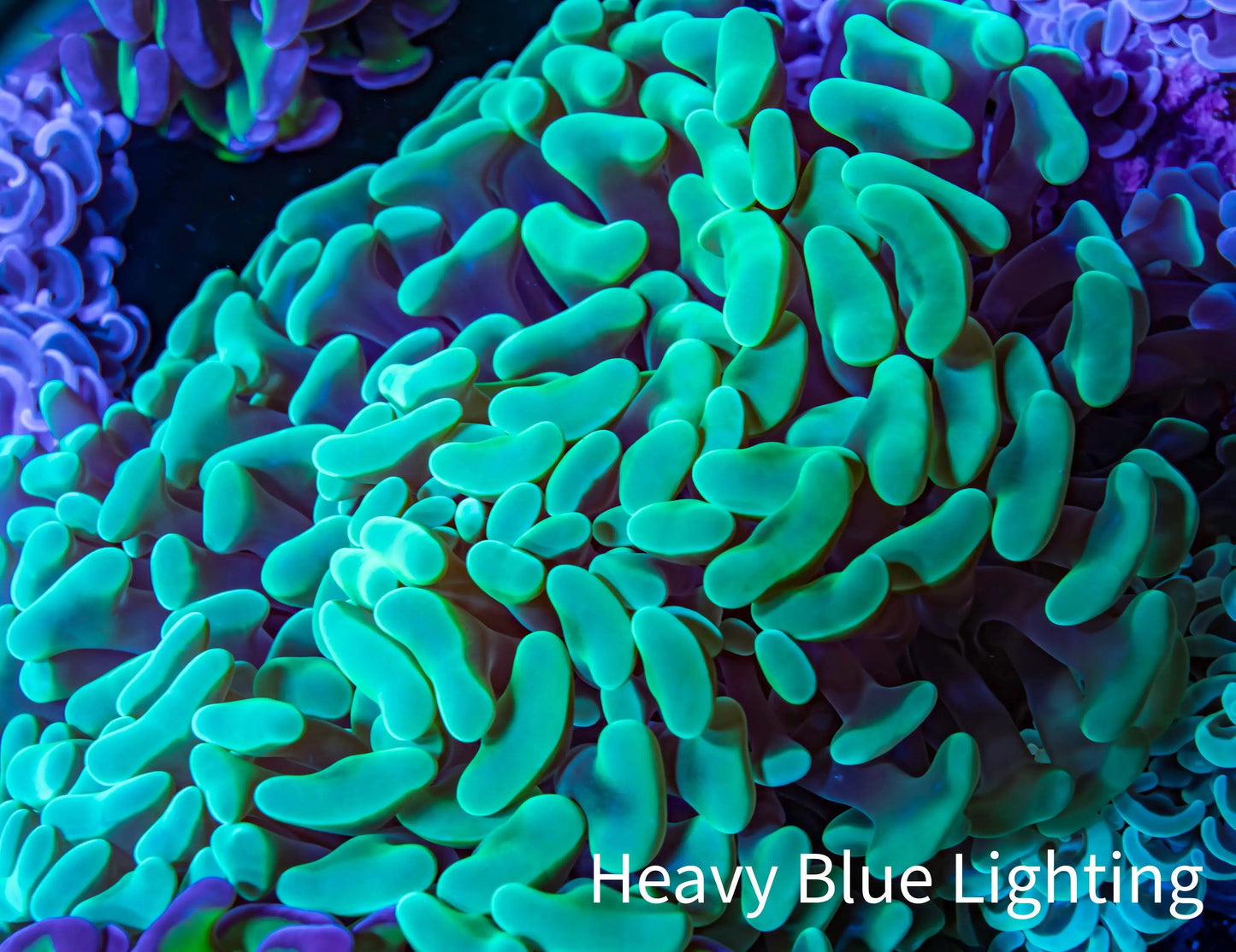 Ultra Hammer Coral - WYSIWYG 10cm BR6B1 Ultra Hammer Coral - WYSIWYG 10cm BR6B1 Aquarium Decor Ultra Hammer Coral - WYSIWYG 10cm BR6B1 Zeo Box Reef
