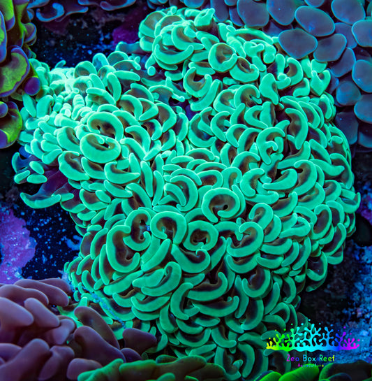 Ultra Hammer Coral -  WYSIWYG 10cm C3R6B1 Ultra Hammer Coral -  WYSIWYG 10cm C3R6B1 Aquarium Decor Ultra Hammer Coral -  WYSIWYG 10cm C3R6B1 Zeo Box Reef